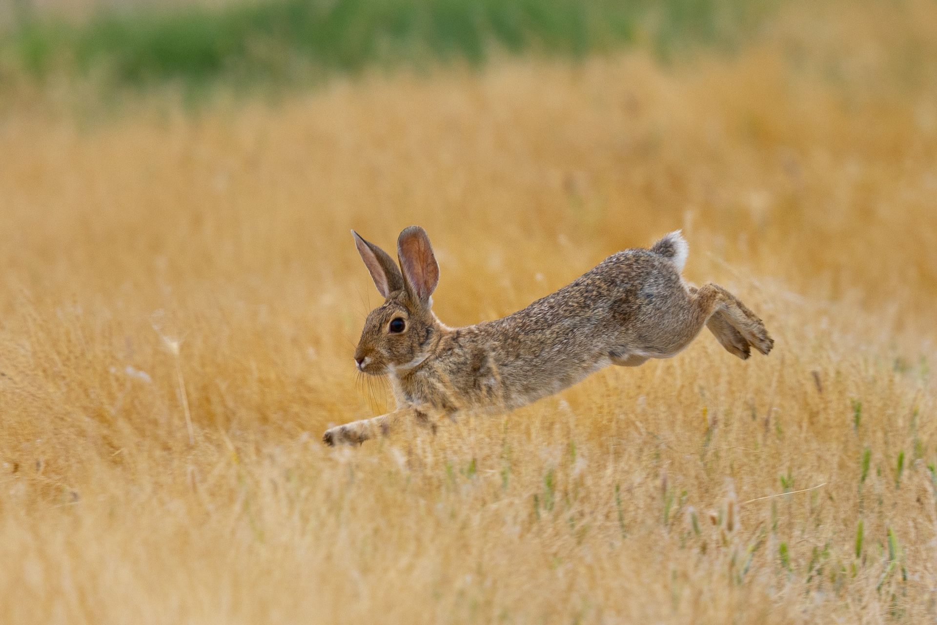 Rabbit hops through field, best rabbit traps concept.