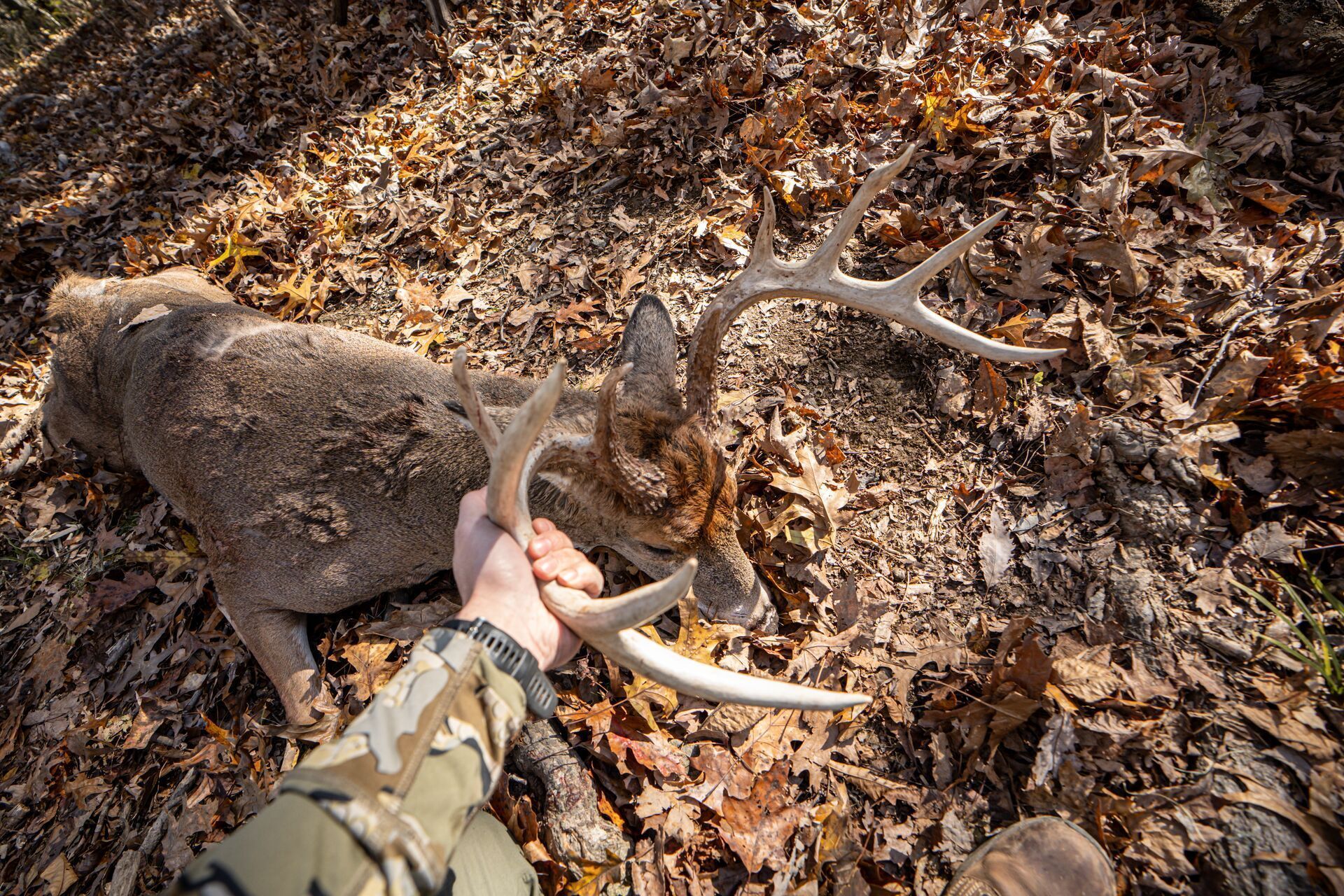 Hunter holds antlers of a buck deer on the ground, Oklahoma deer season concept.