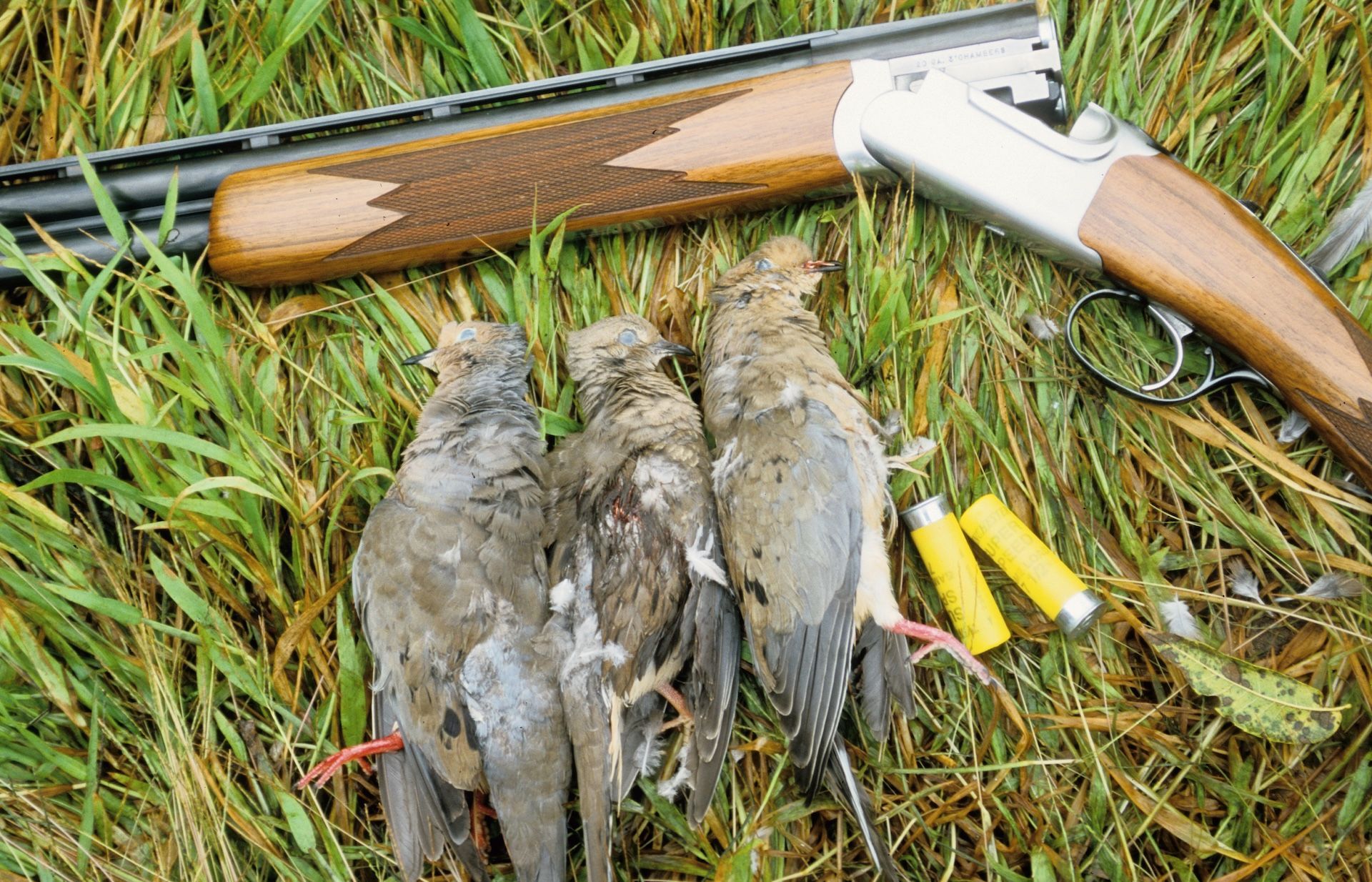 Three doves lay next to a shotgun and shells, dove season in South Carolina concept.