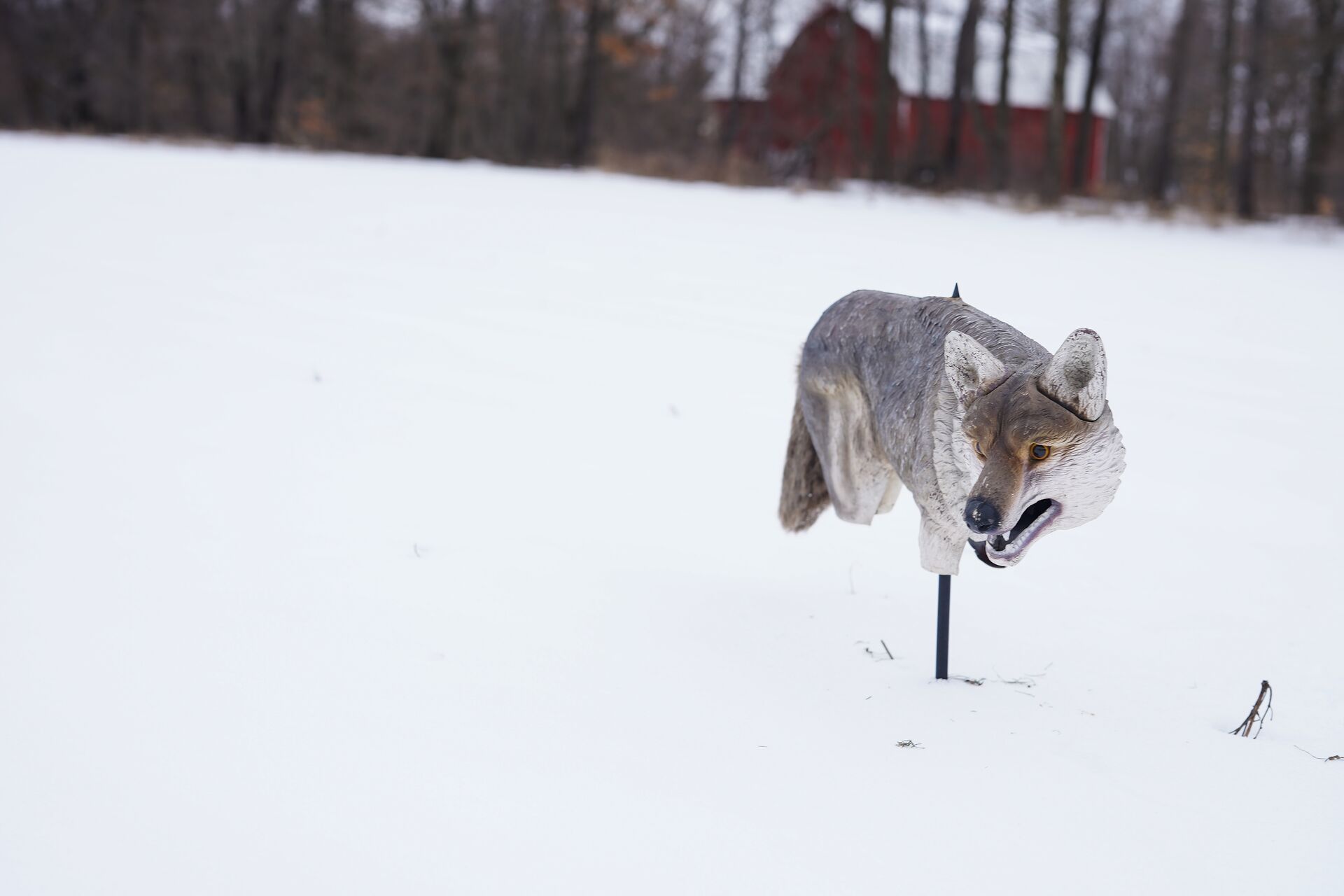 A coyote imitation decoy in the snow.