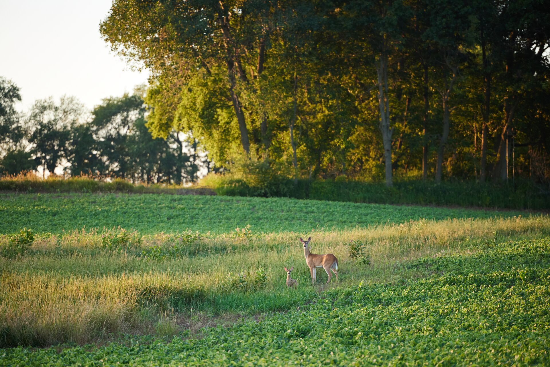 A doe and fawn in a green field, understanding what deer eat concept.