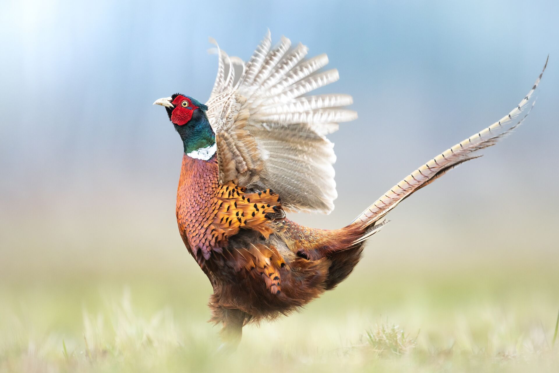 Pheasant landing, best pheasant hunting states concept.