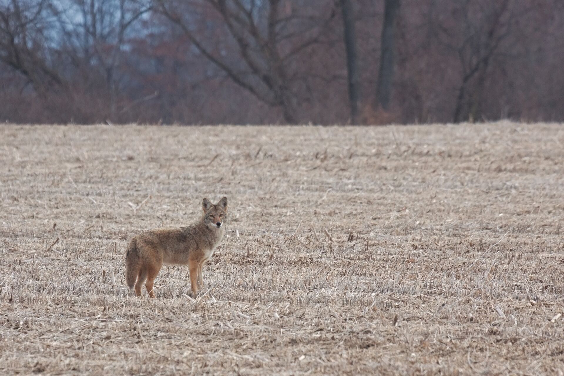 A coyote stands alone in a field in the distance.