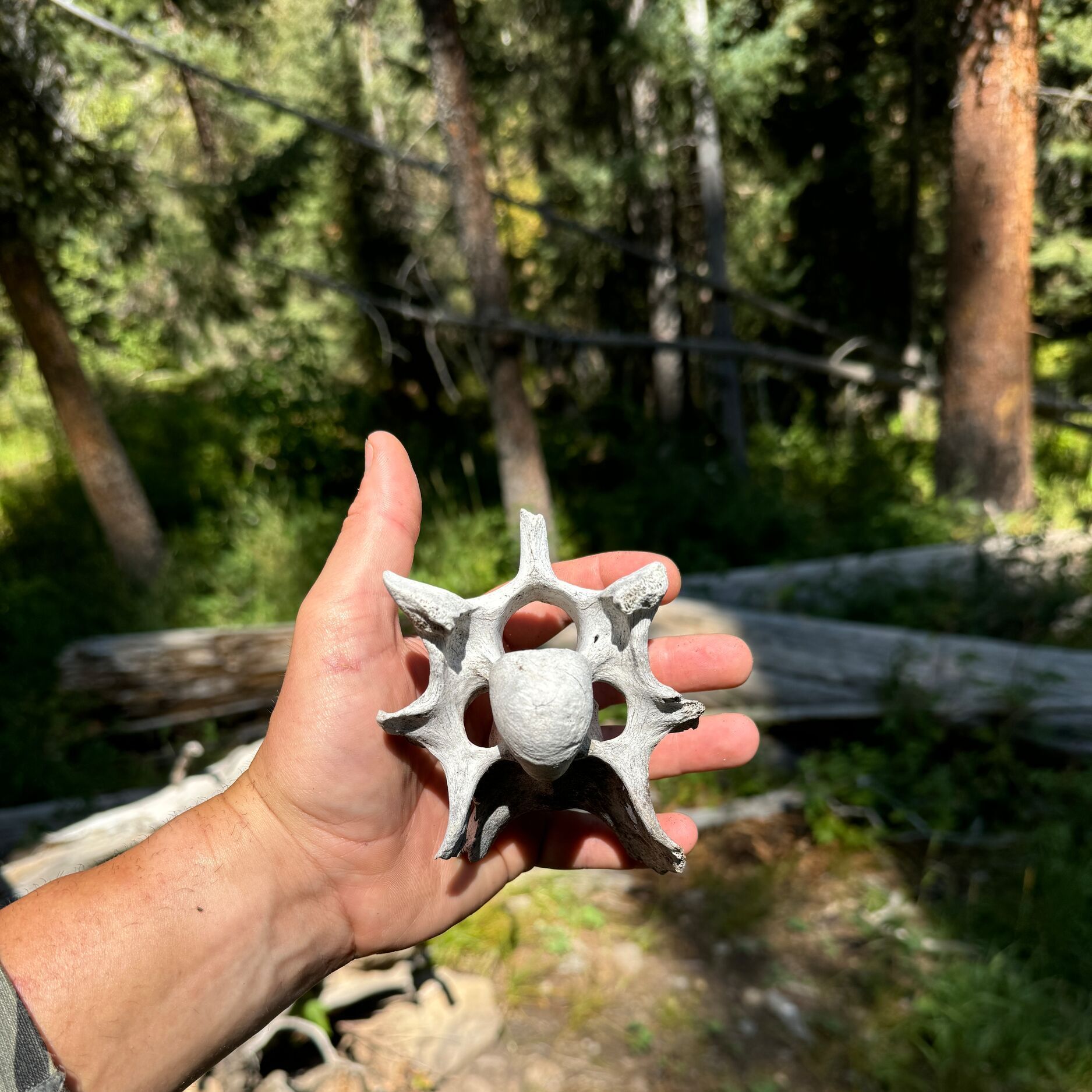 A hand holding an animal bone in the woods.