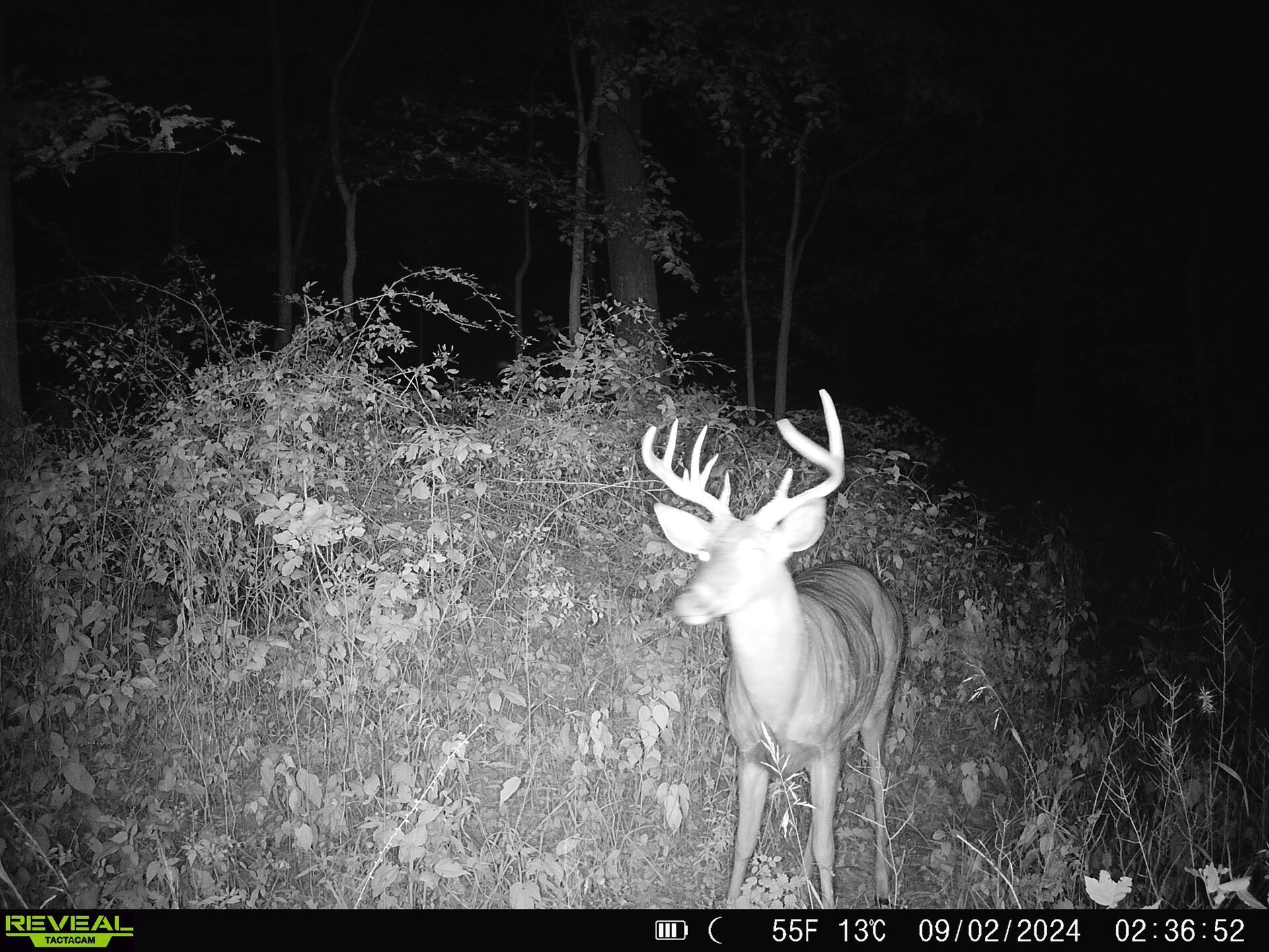 Nighttime trail camera image of a buck deer, where to place trail cameras concept.