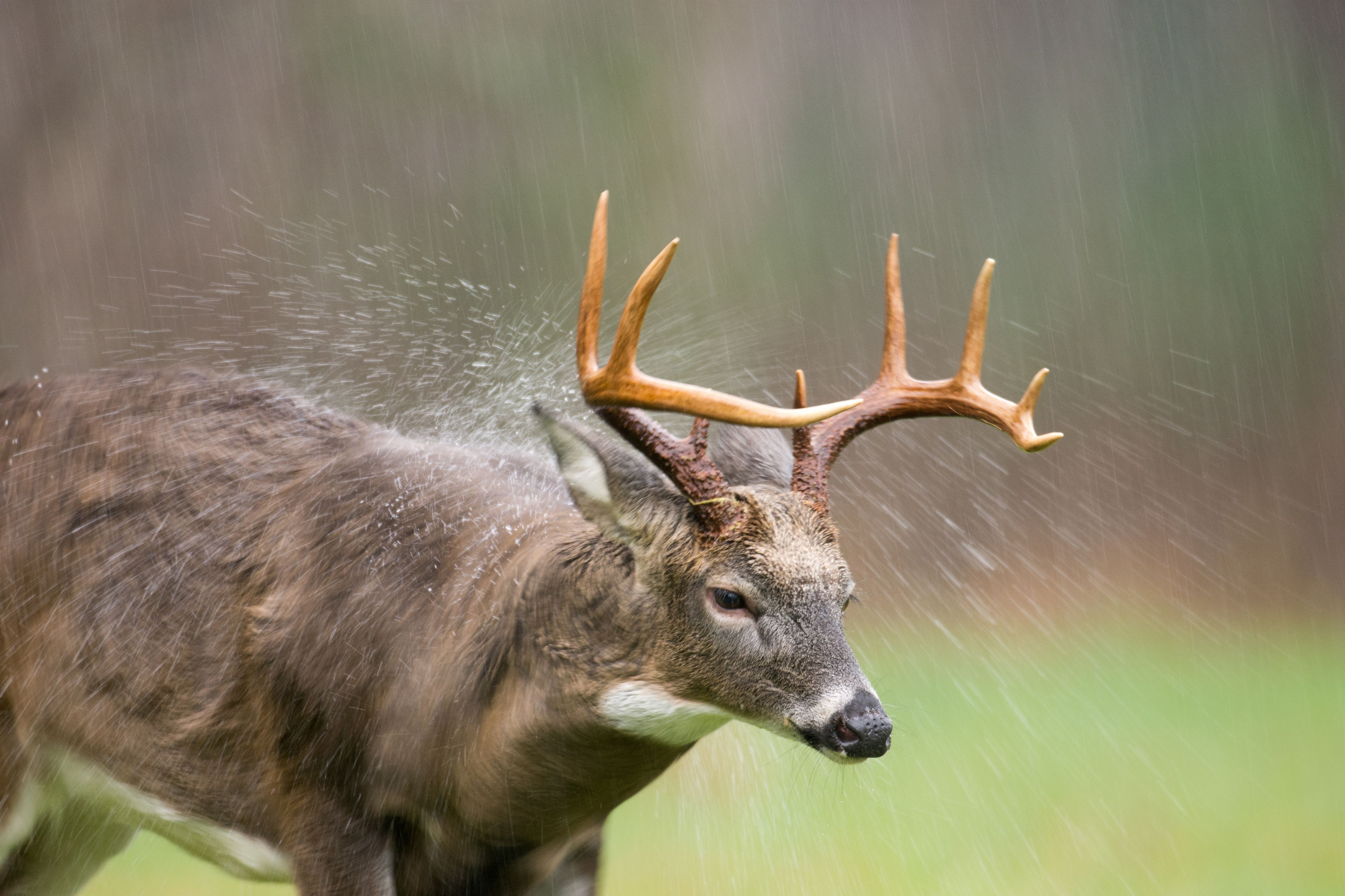A whitetail buck in the rain, understanding deer movement and weather concept.