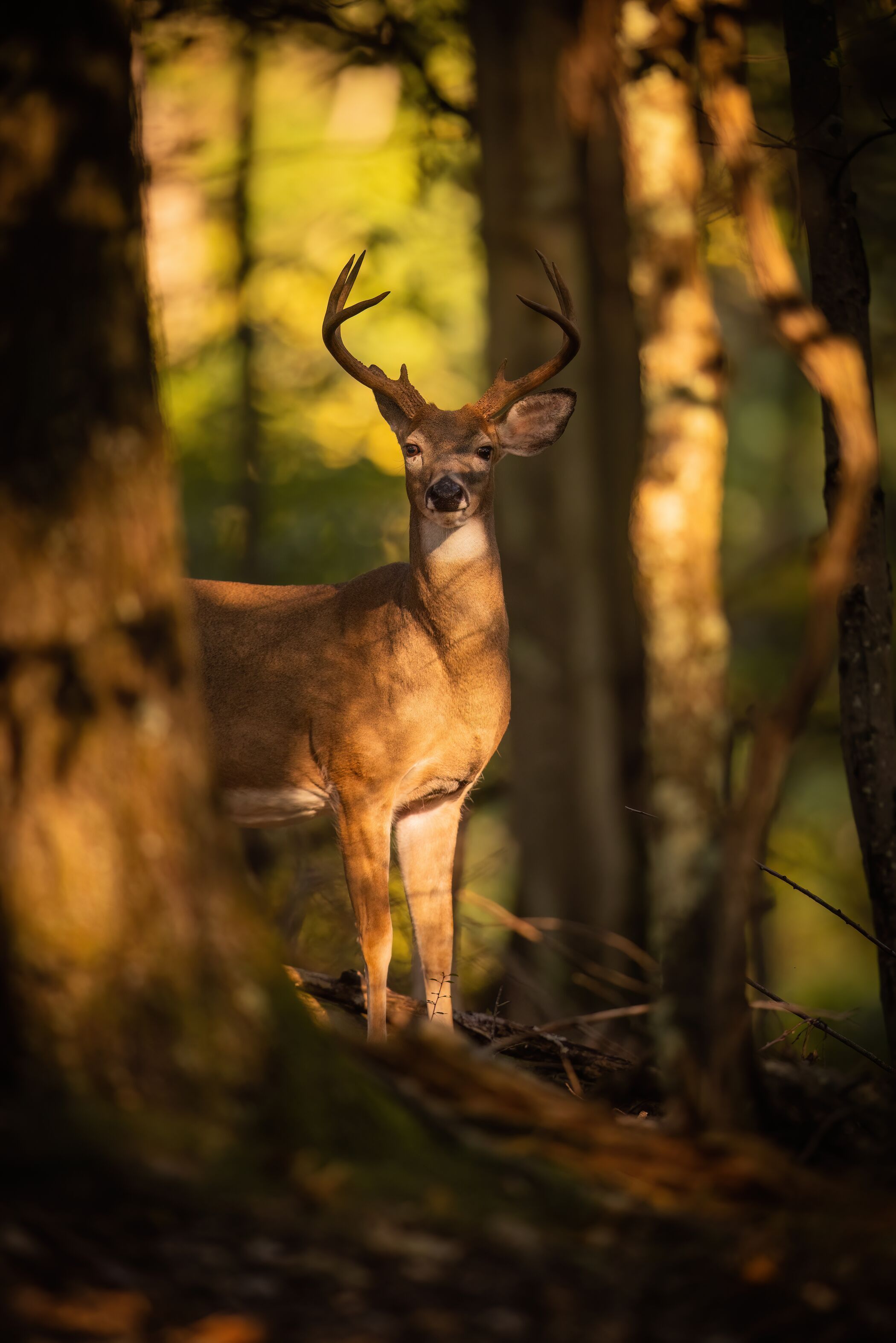Young buck in the shadows of the woods, whitetail deer buck types concept.