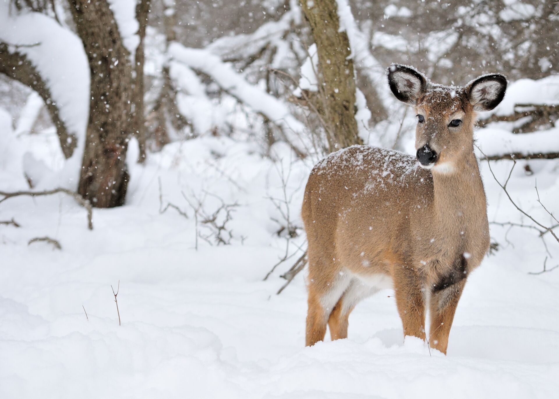 Button buck in the snow.