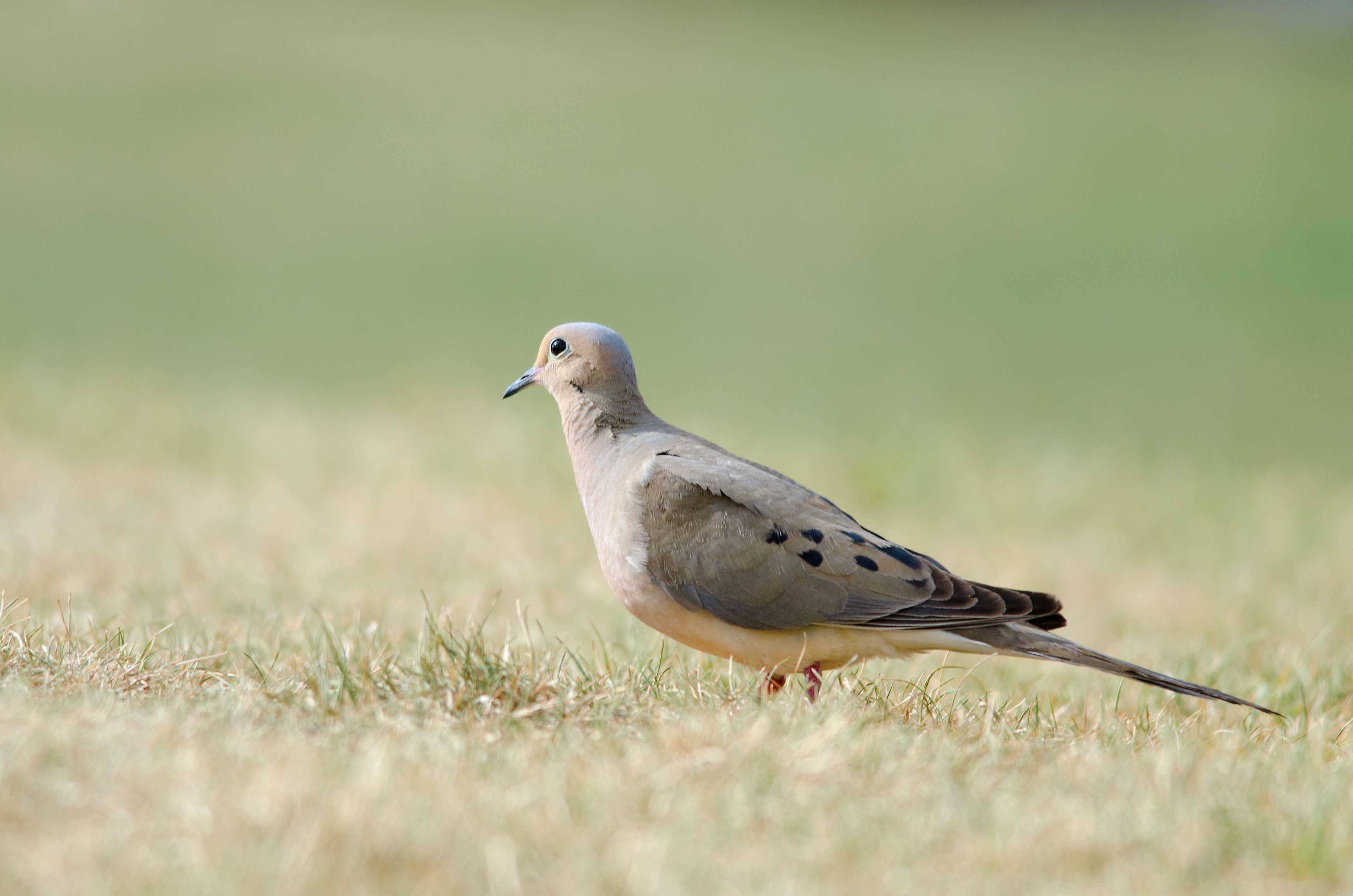 Close-up of a dove on the ground, gear for dove hunting setup concept.