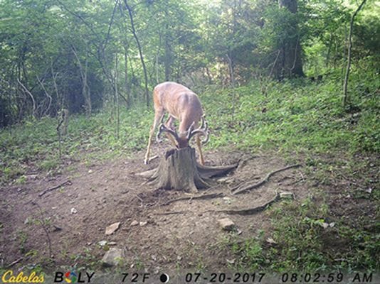 View from a trail cam of a deer enjoying a mineral site.