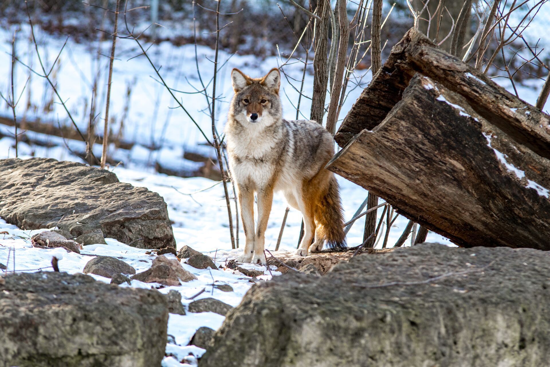 A coyote stands on rocks in the snow, using coyote decoys to hunt concept.