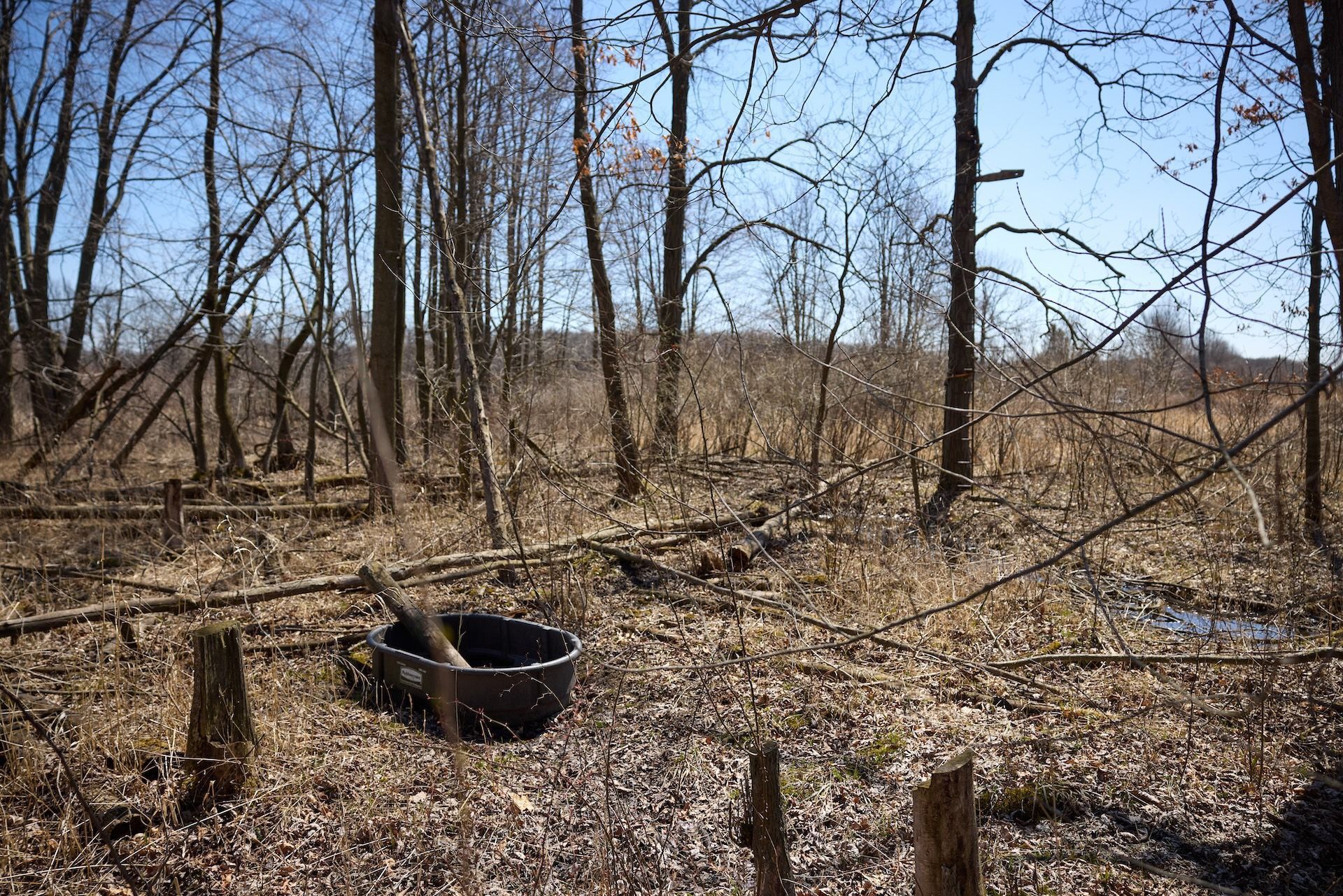 A waterhole for deer in the woods.