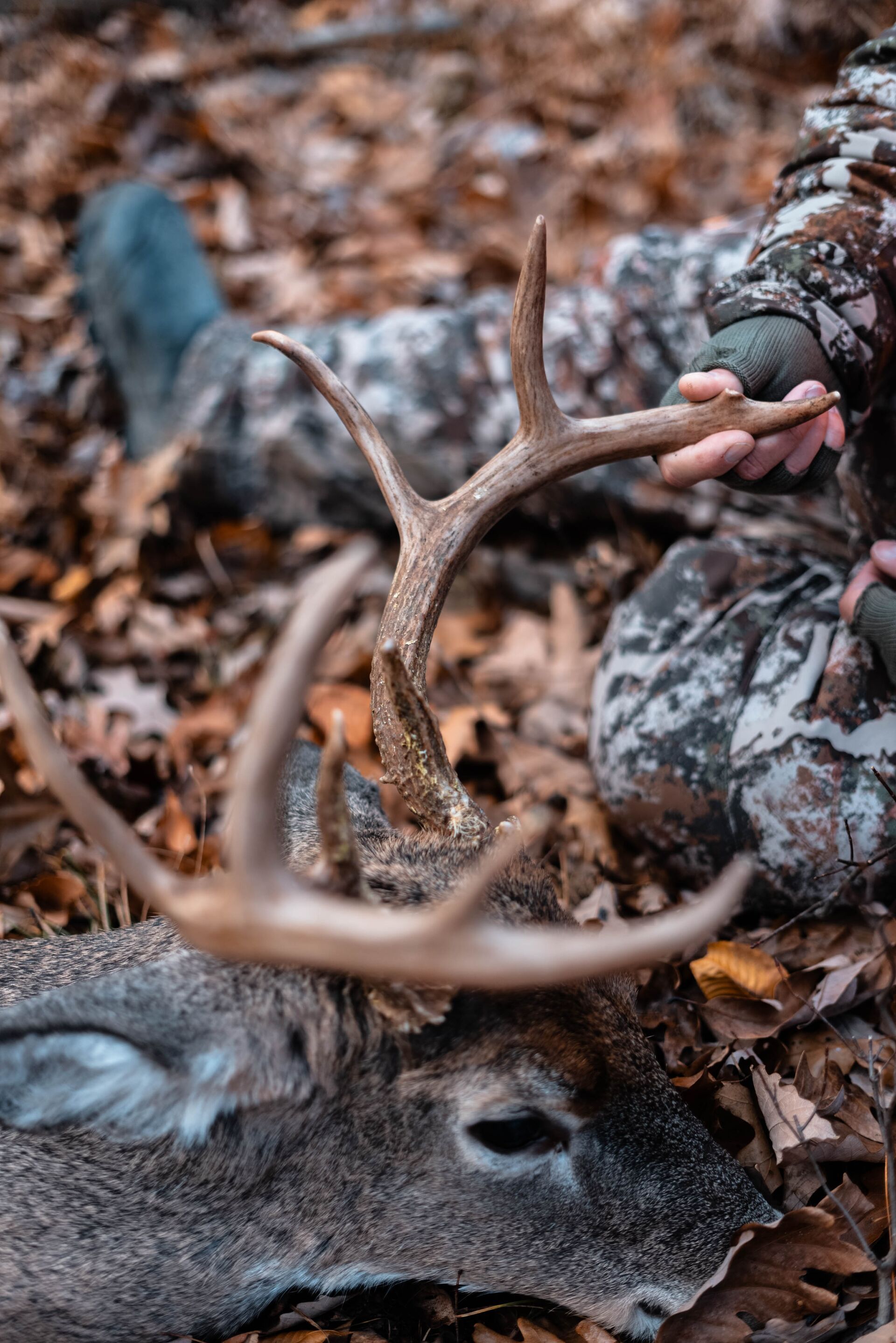 Close-up of a buck