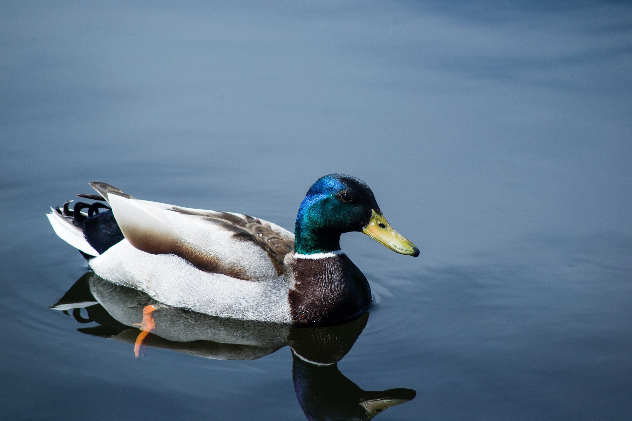 A duck on the water, duck hunting season concept.