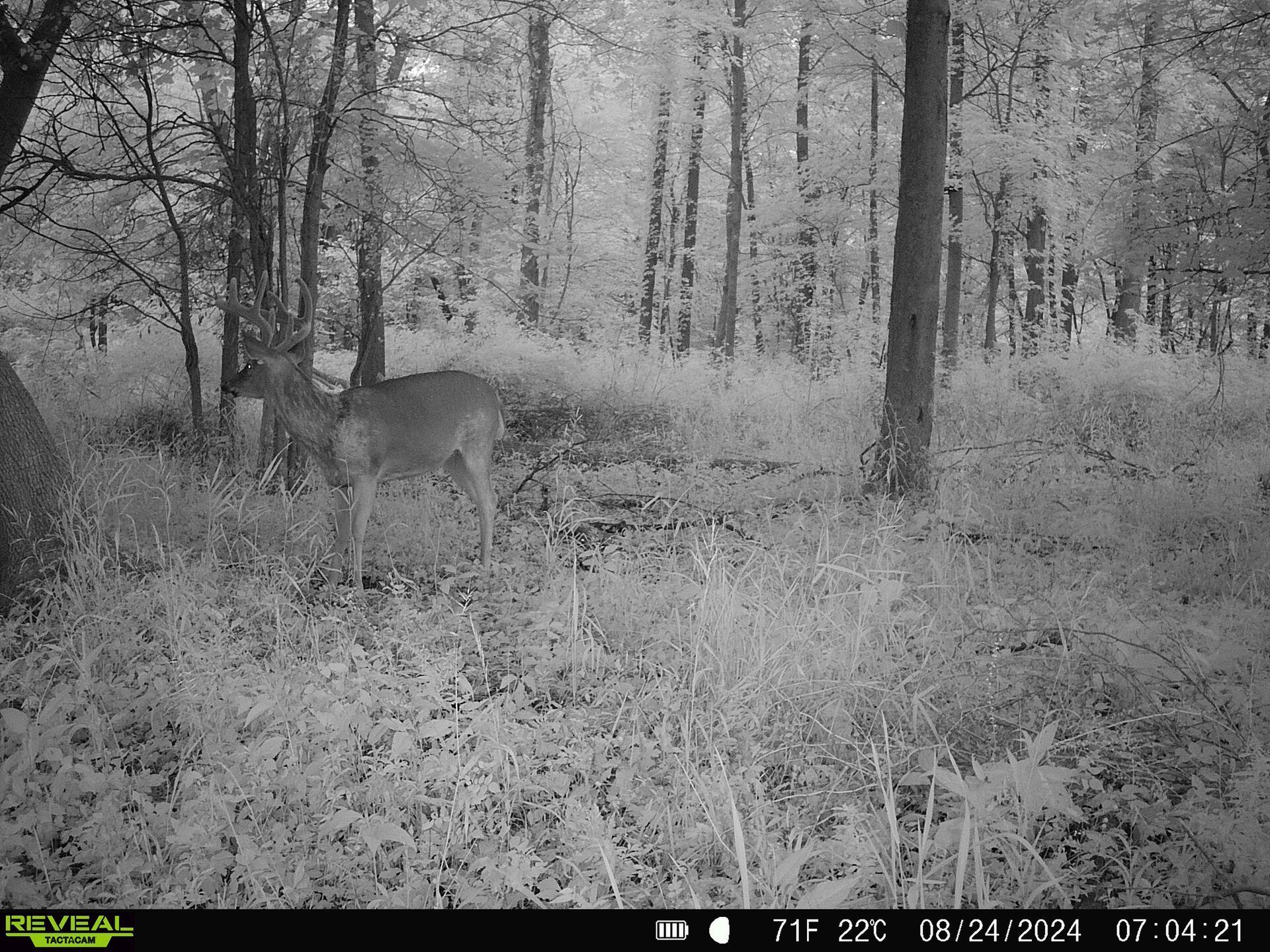 A view from a trail cam of a buck deer standing nearby in the trees.