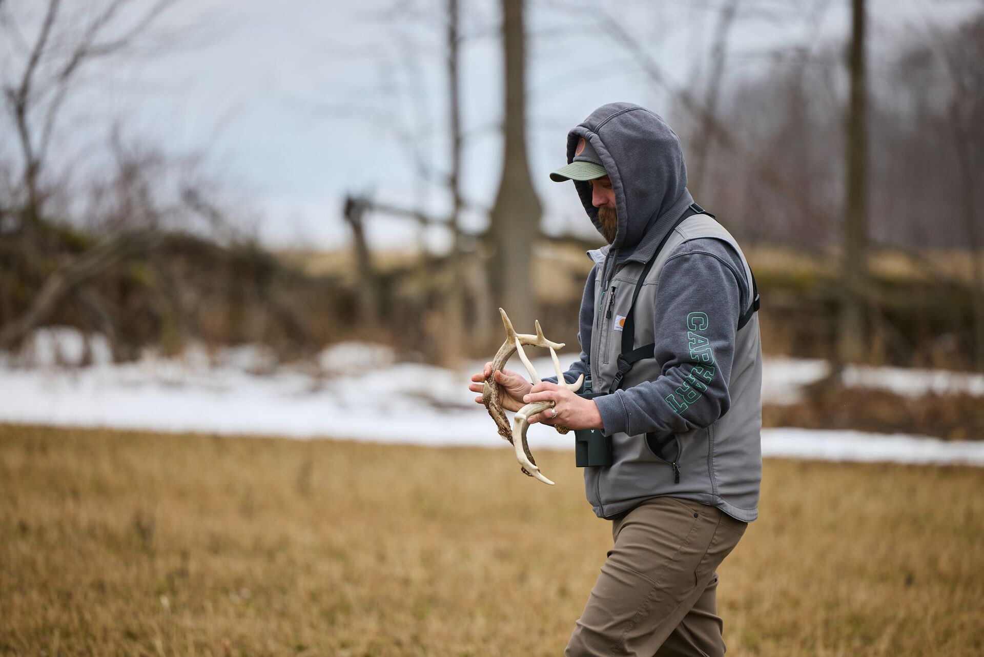 Hunter carries shed deer antlers, how to find deer sheds concept.