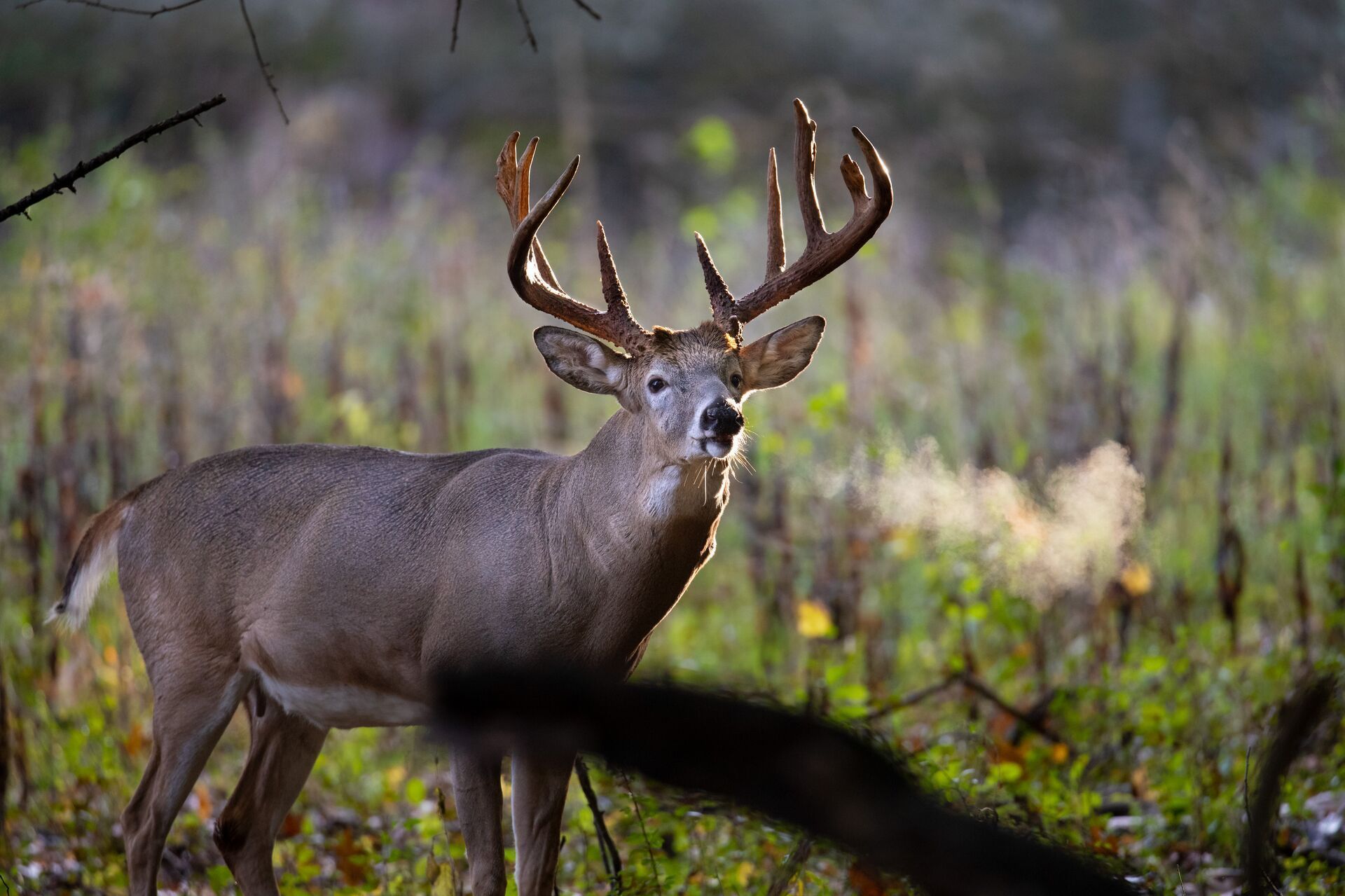 A whitetail buck snorts while in a field, types of deer calls for hunting concept.
