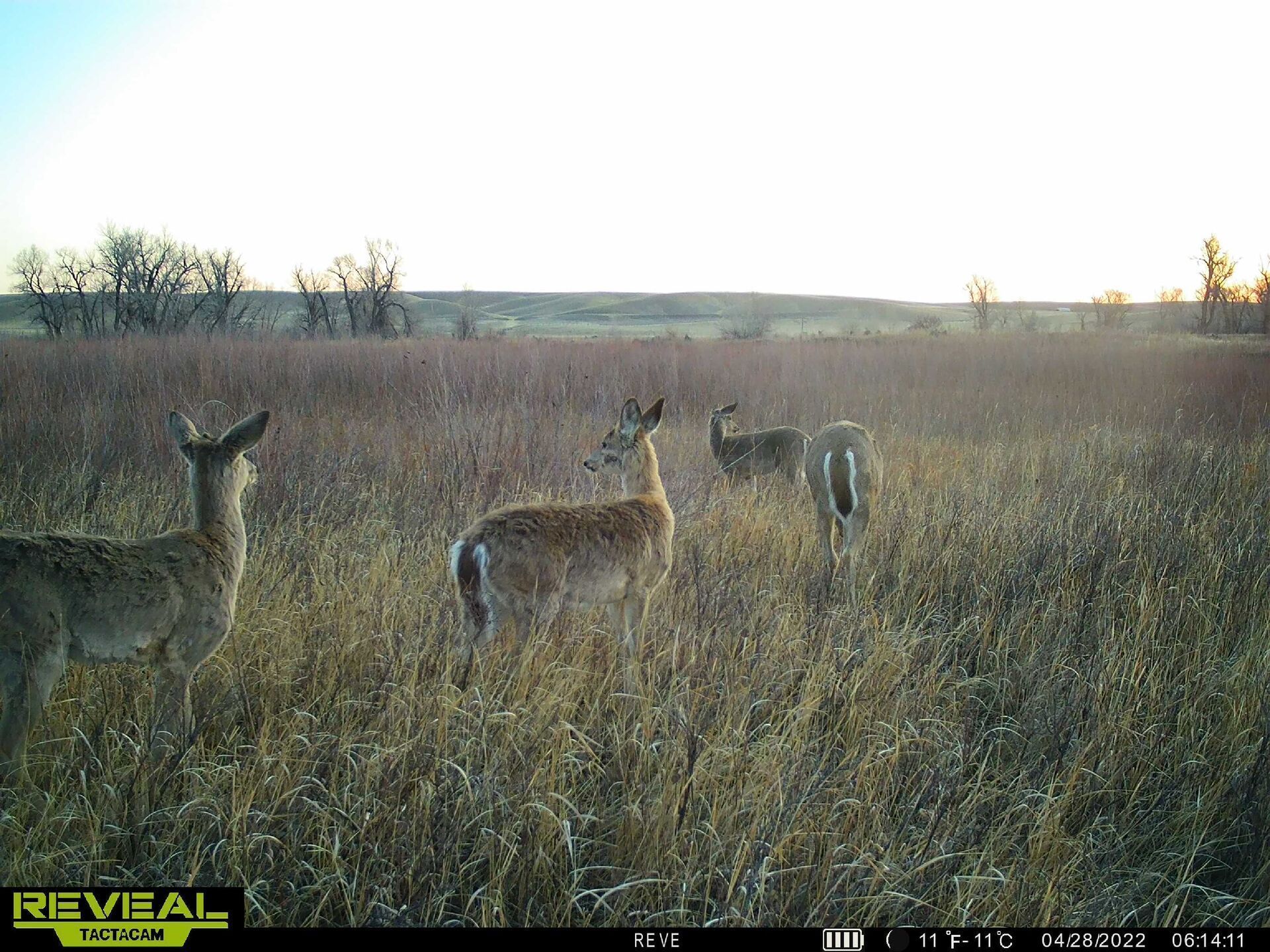 Trailcam image of antlerless deer in a field.