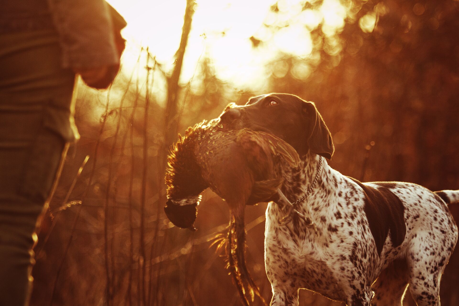 Hunting dog with bird in mouth retrieves for hunter, pheasant hunting concept.