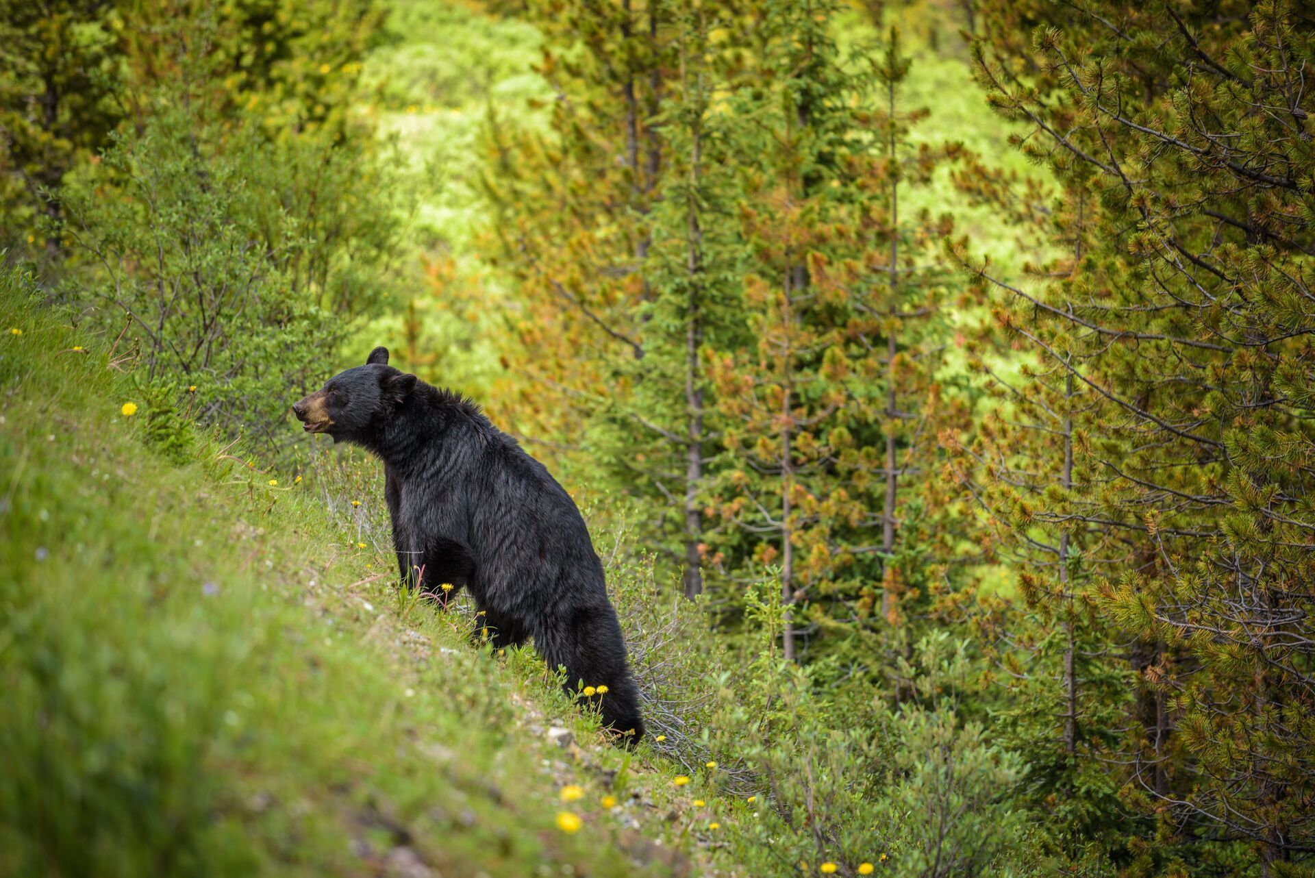 A black bear walks up a hill in the woods.