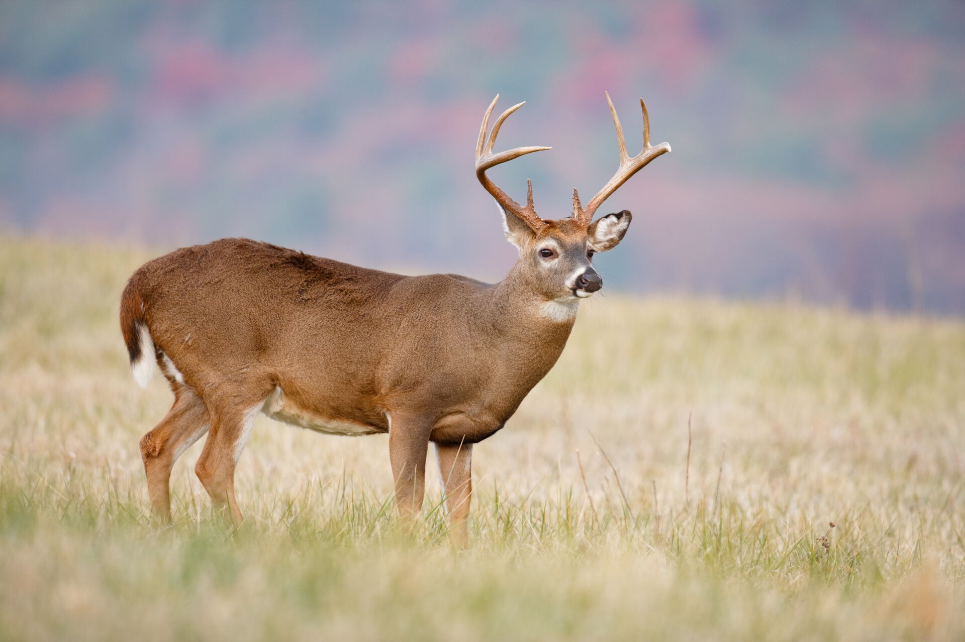 A whitetail buck in the grass on a hill, Minnesota bag limits concept.