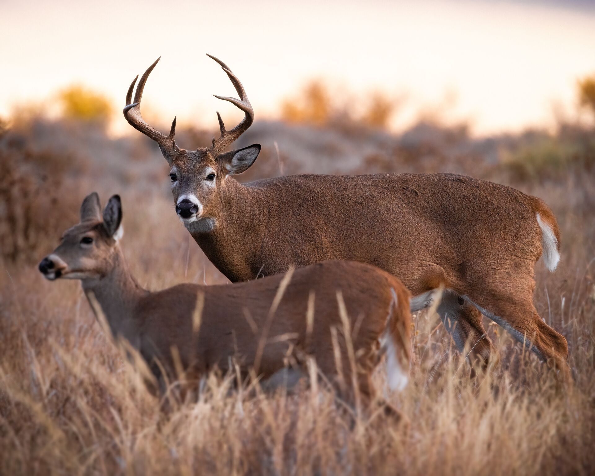 A doe stands with a buck in a field.