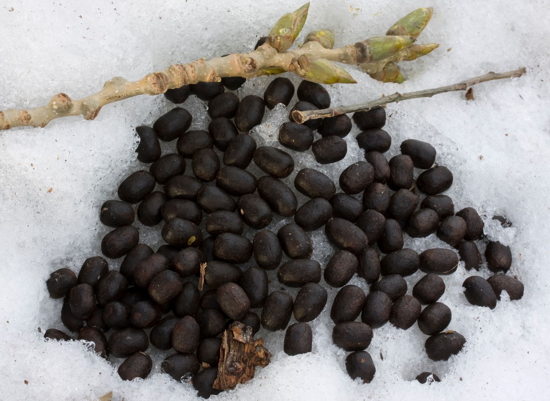 Deer droppings in snow, looking for deer sign concept.