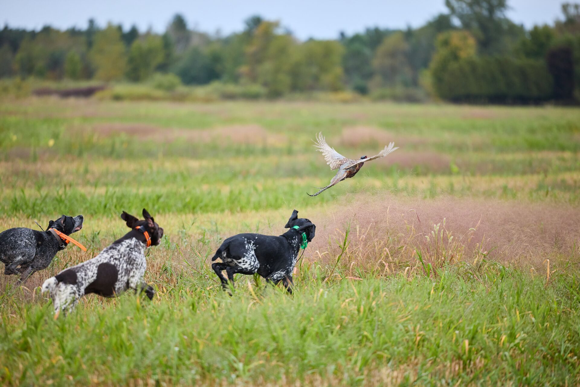 Dogs chase pheasant during hunt, Wisconsin walk-in hunting concept.