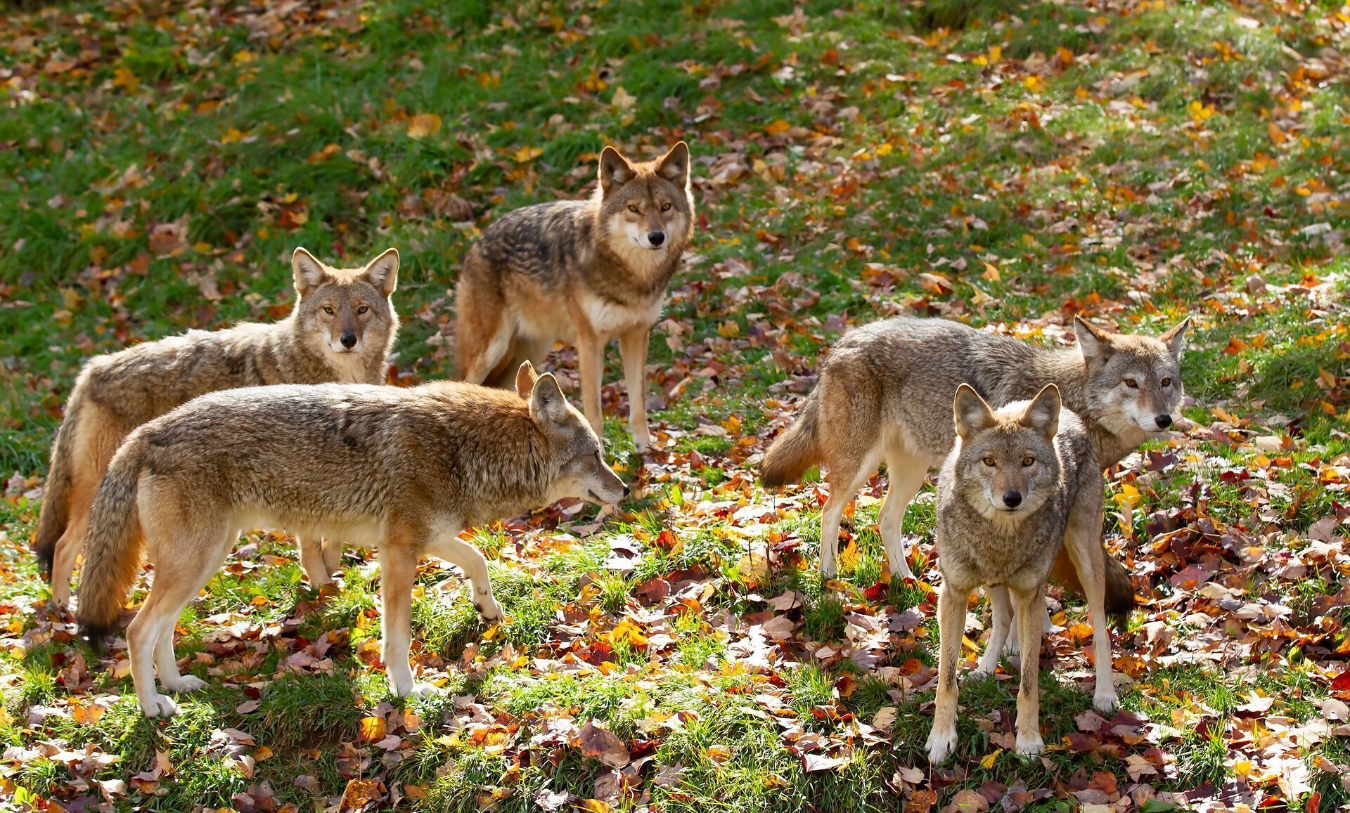 Several coyotes in a field, how to find coyotes concept.