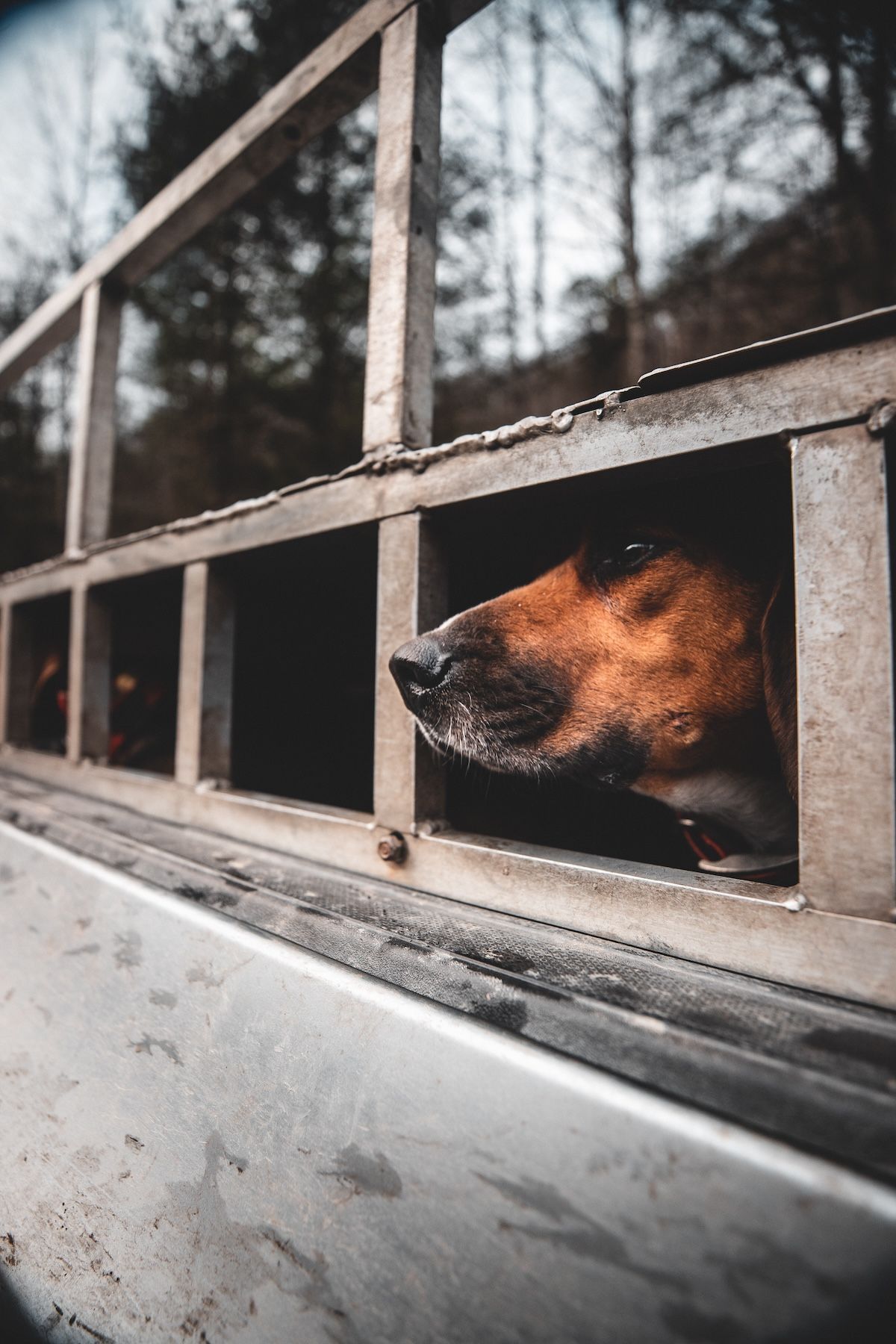 A hunting dog looks out a window.