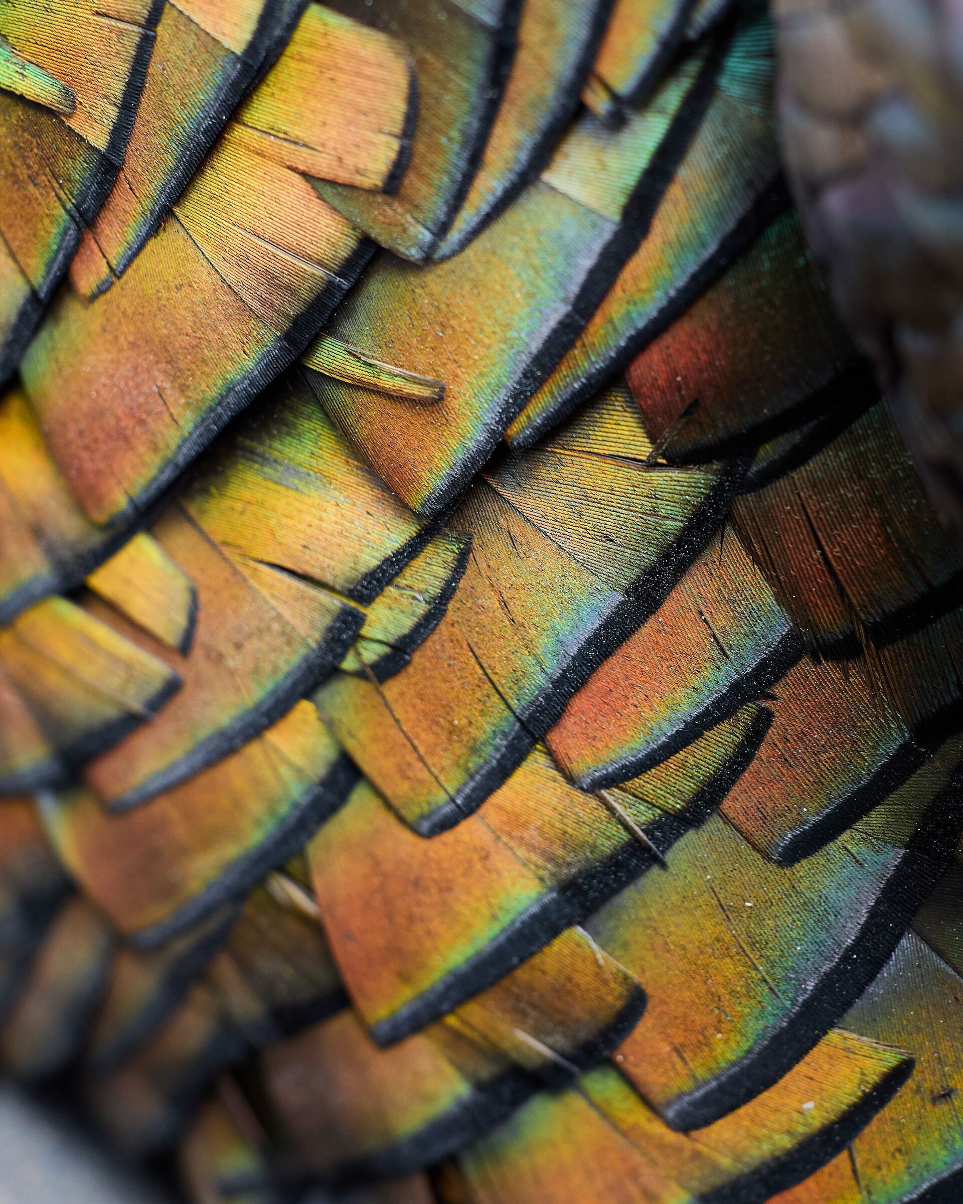 Close-up of turkey feathers on a bird after a hunt, ideal turkey shot placcement concept.