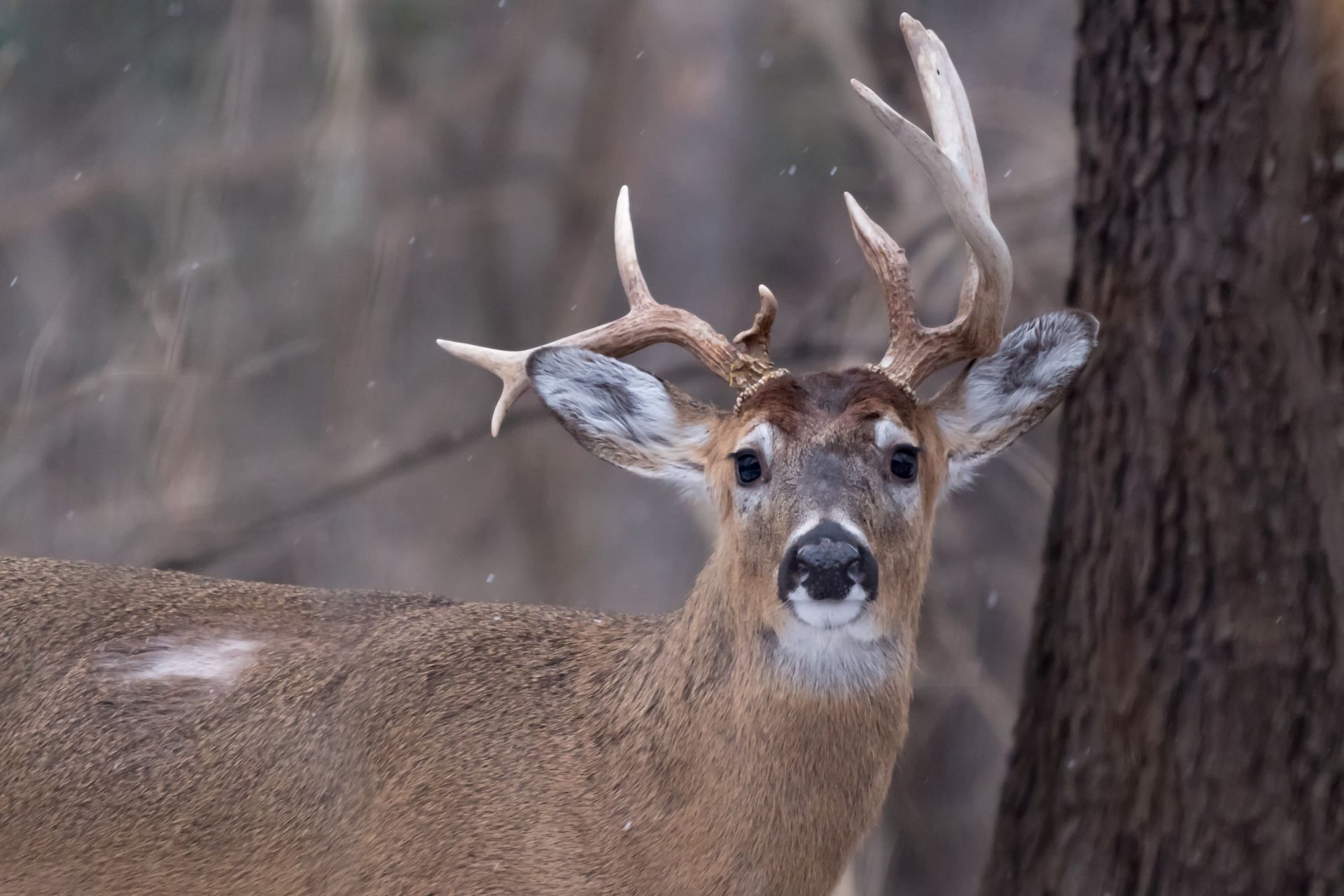 Buck deer with nontypical antlers.