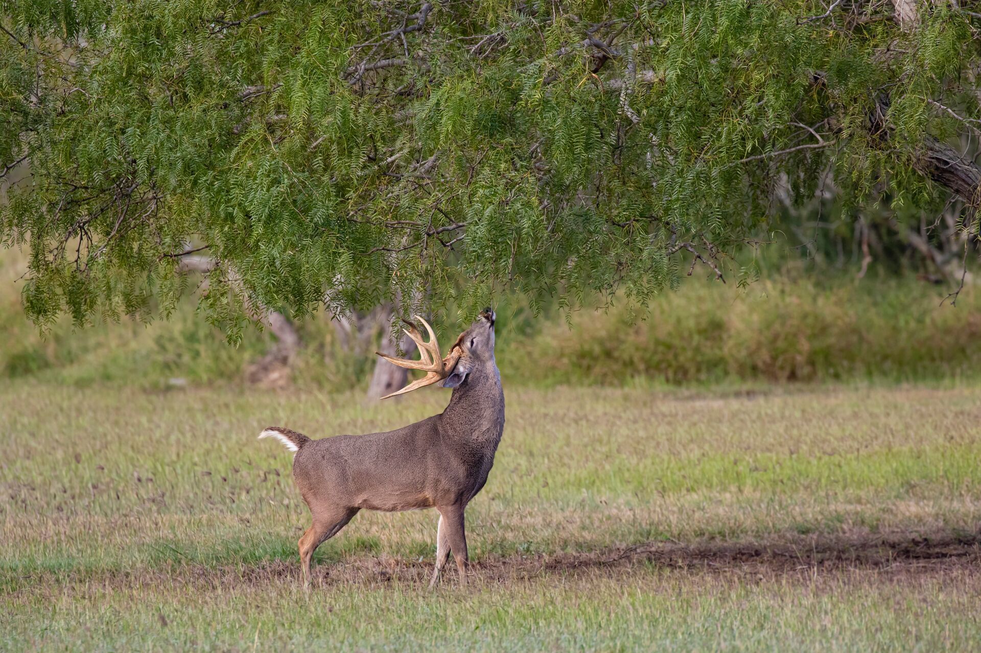 A whitetail deer buck eats leaves from a tree overhead, hunting deer with a Mississippi hunting license concept.