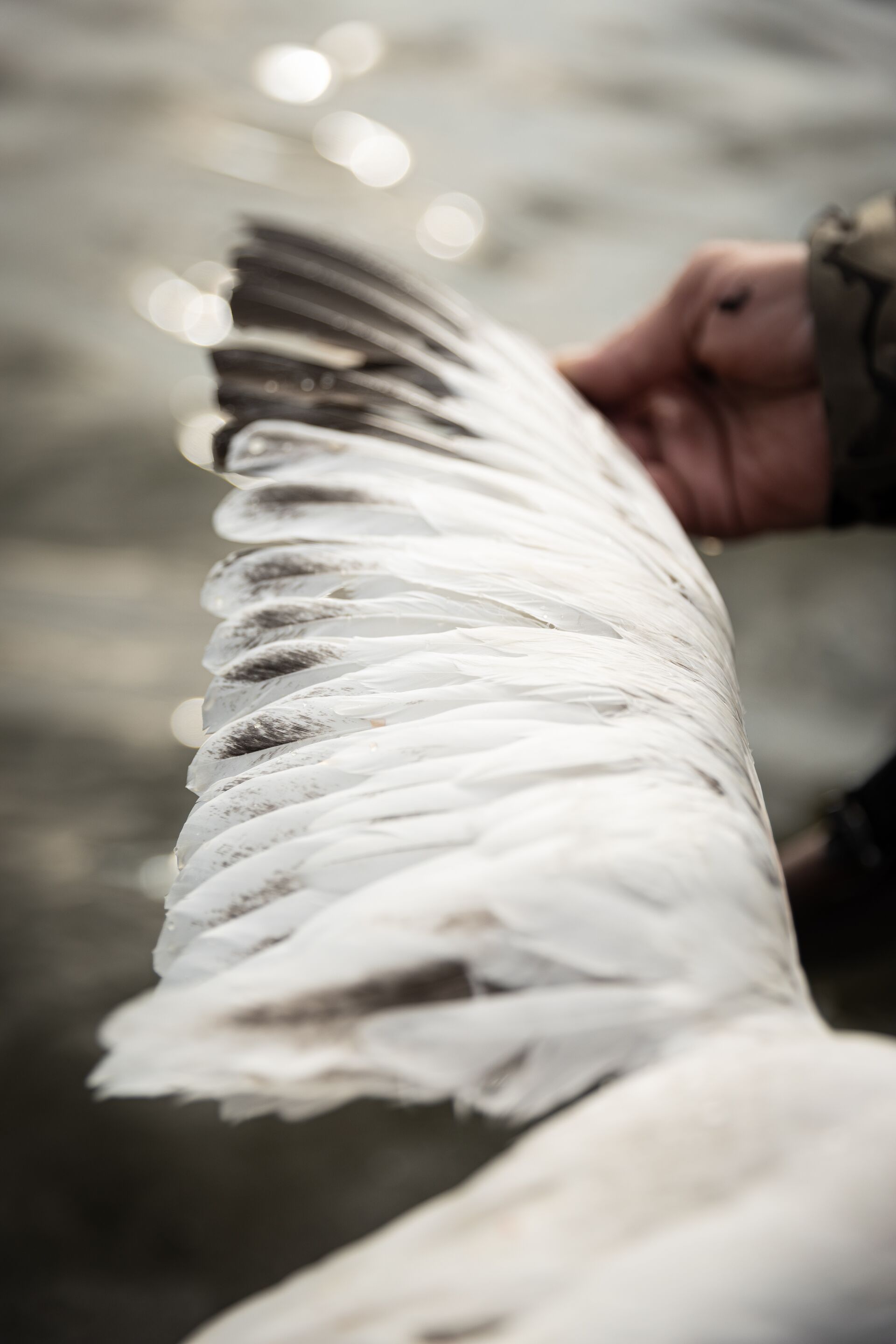 Hunter spreads the wing of a white bird after hunt, waterfowl migration and hunting concept.