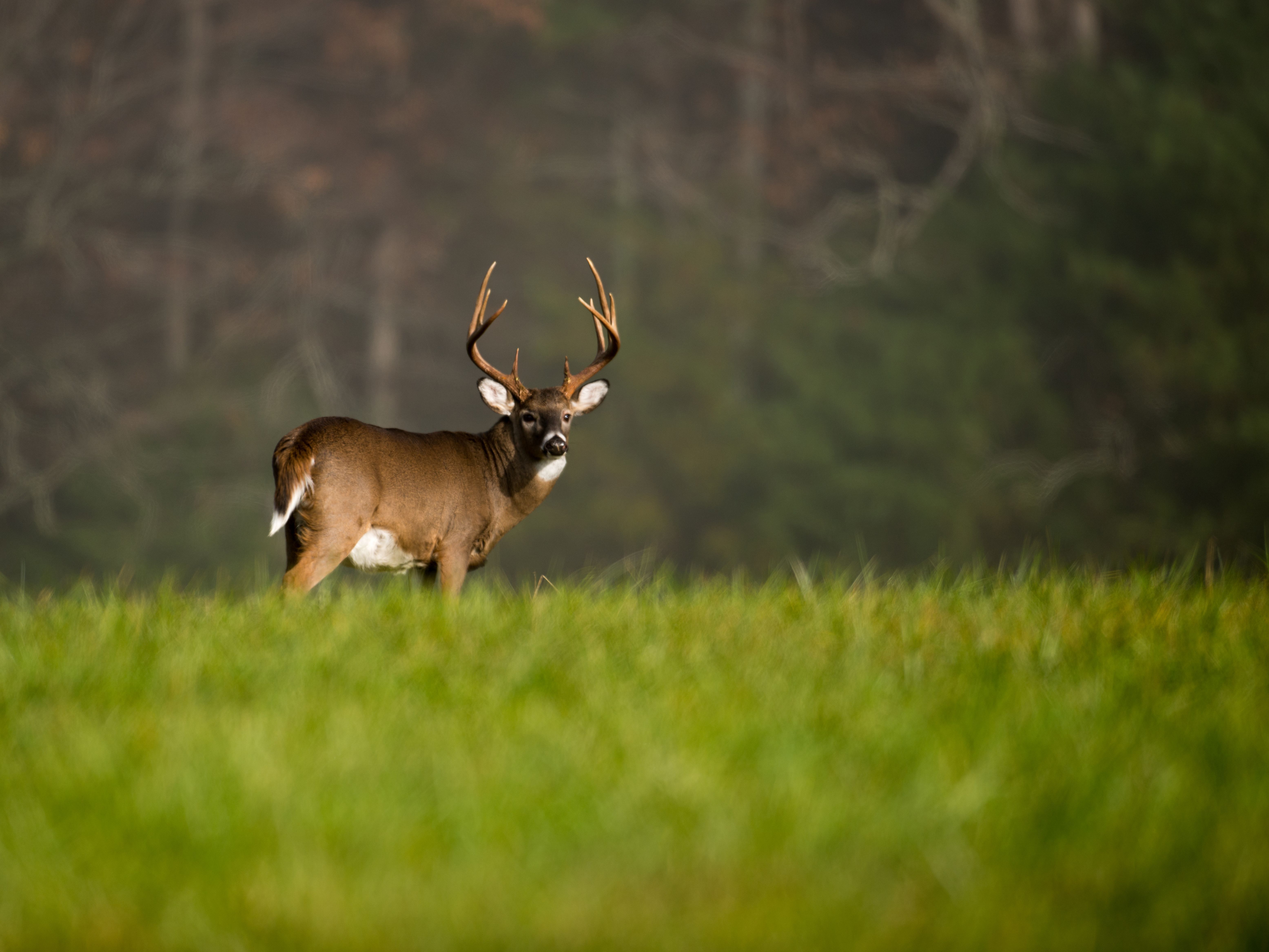 A whitetail buck in a field, Indiana hunting concept.