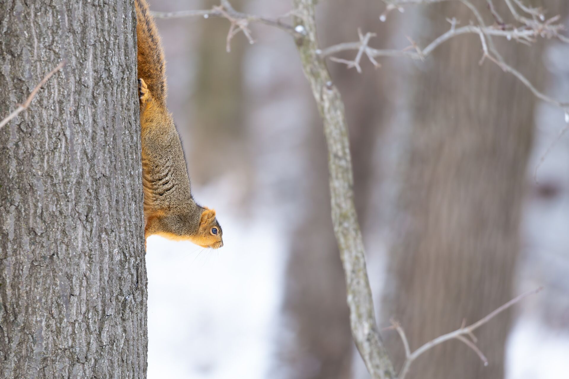 Squirrel stopped on a tree, best small game hunting rifle caliber concept.