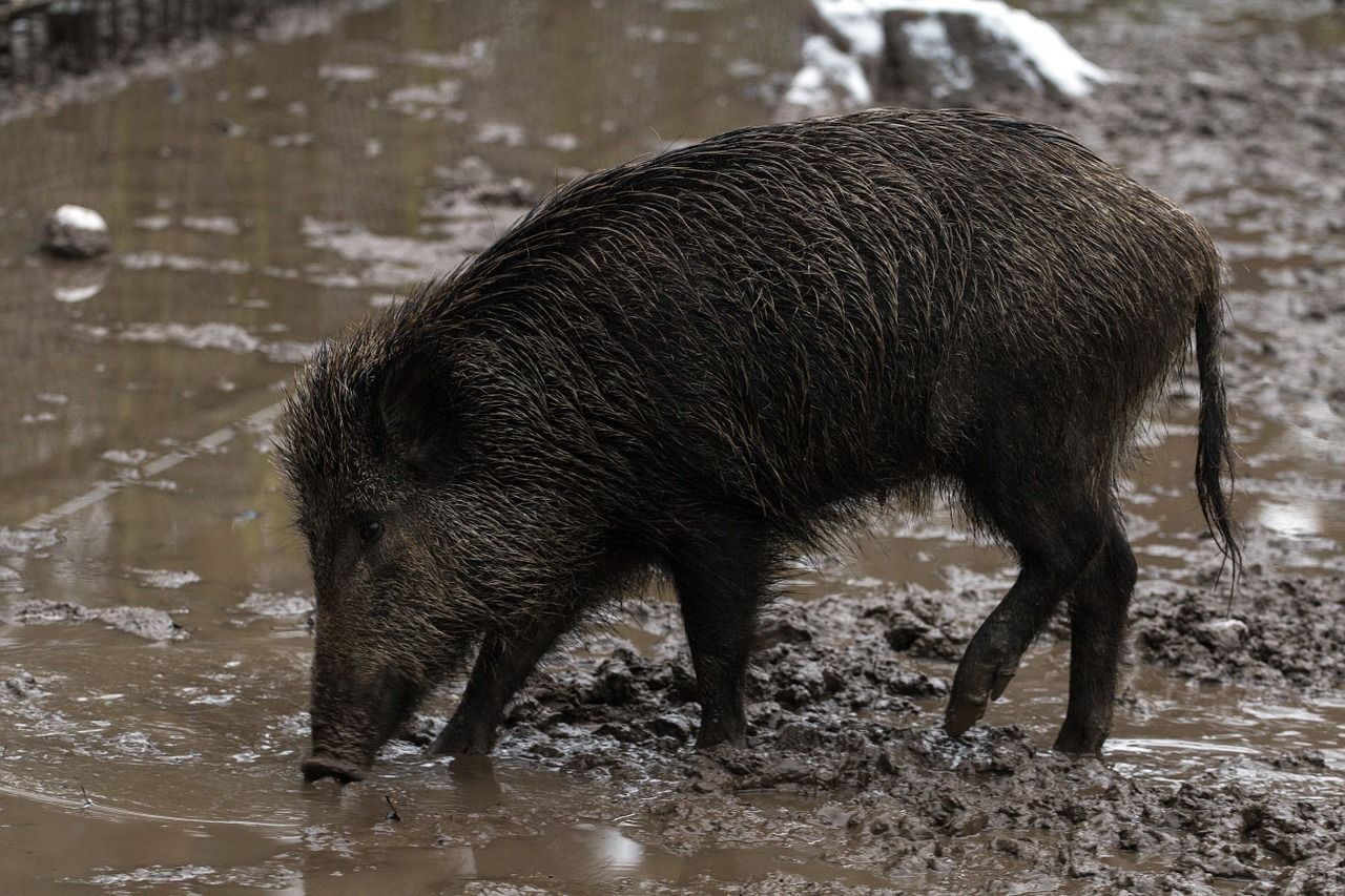 Wild hog roots in the mud, what do wild hogs eat concept.
