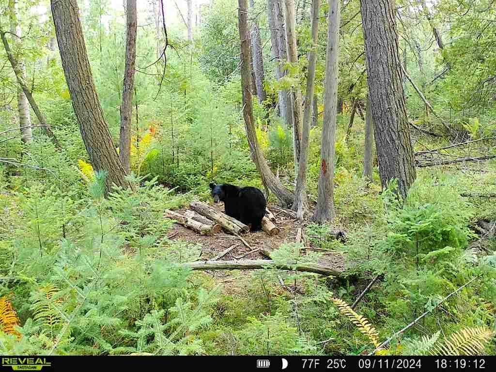 A trail cam shot of a bear in the woods, what is bear baiting concept.