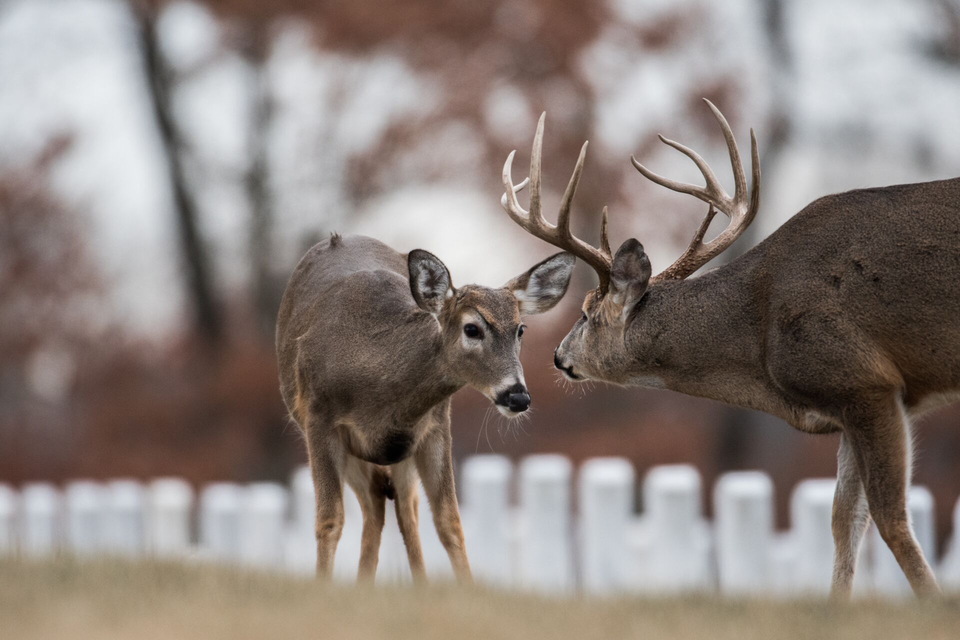 A buck deer and doe face each other.