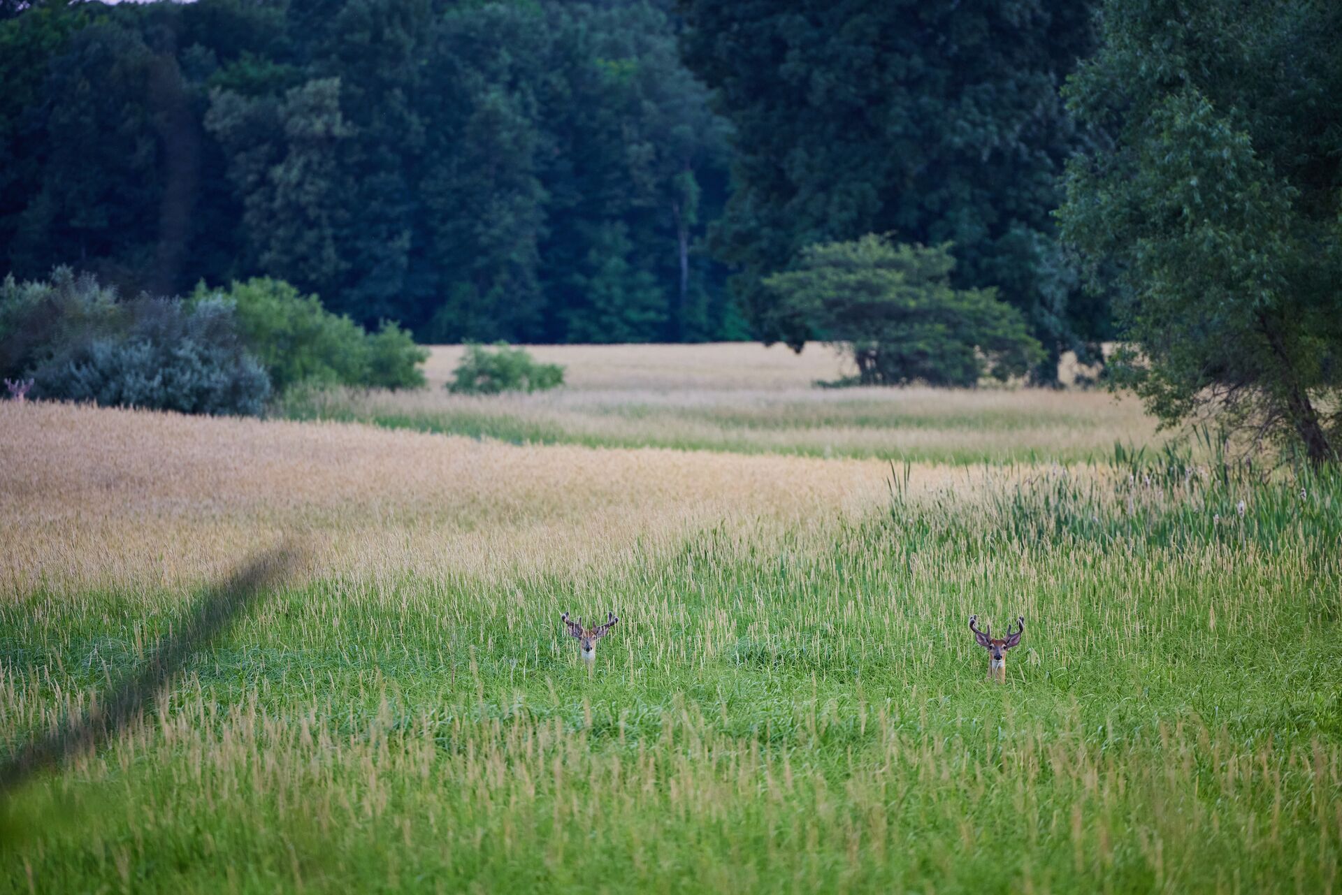 Two buck deer poke their heads above the tall grass in a field.