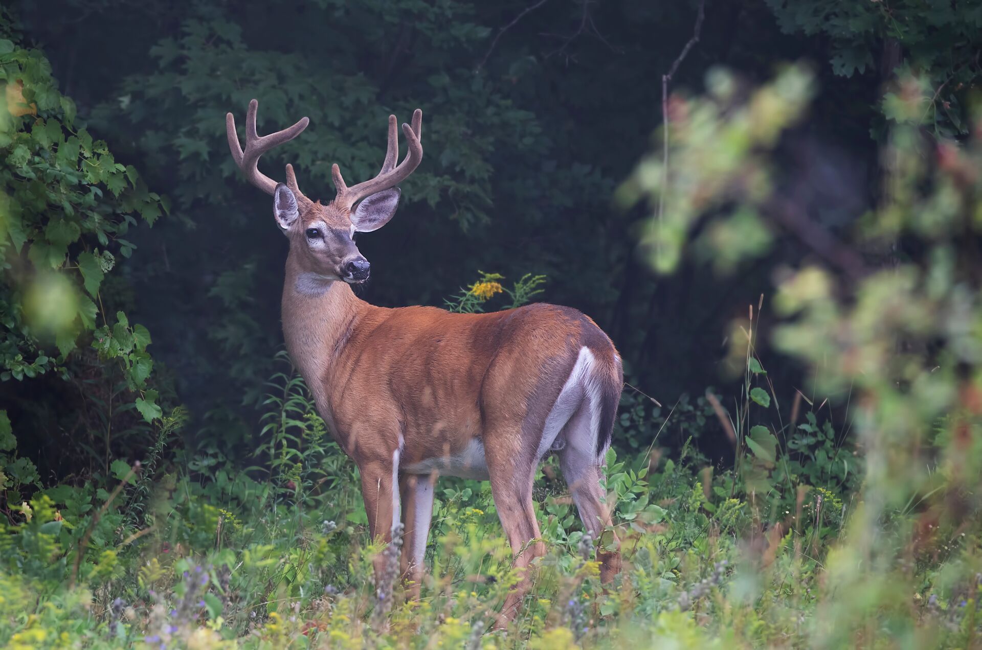 Whitetail in the woods