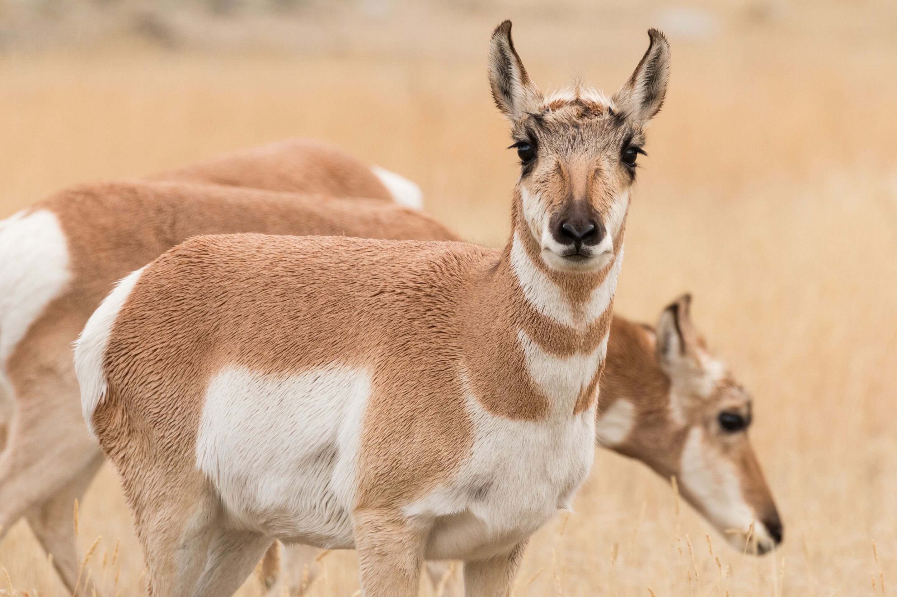 Three pronghorns in a field, Texas hunting concept.