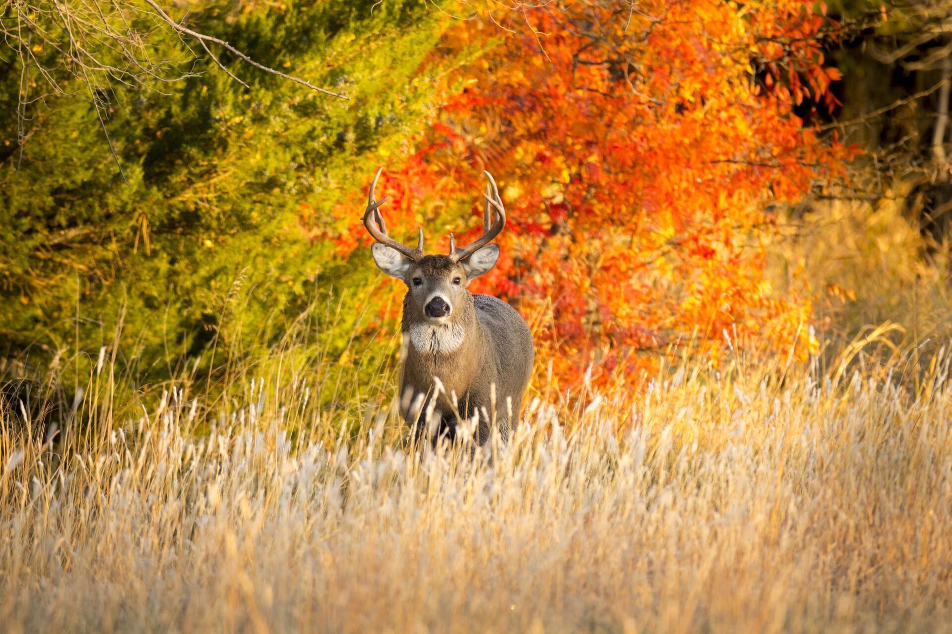 A buck deer in tall grass in front of trees with changing leaves, deer season Georgia concept.