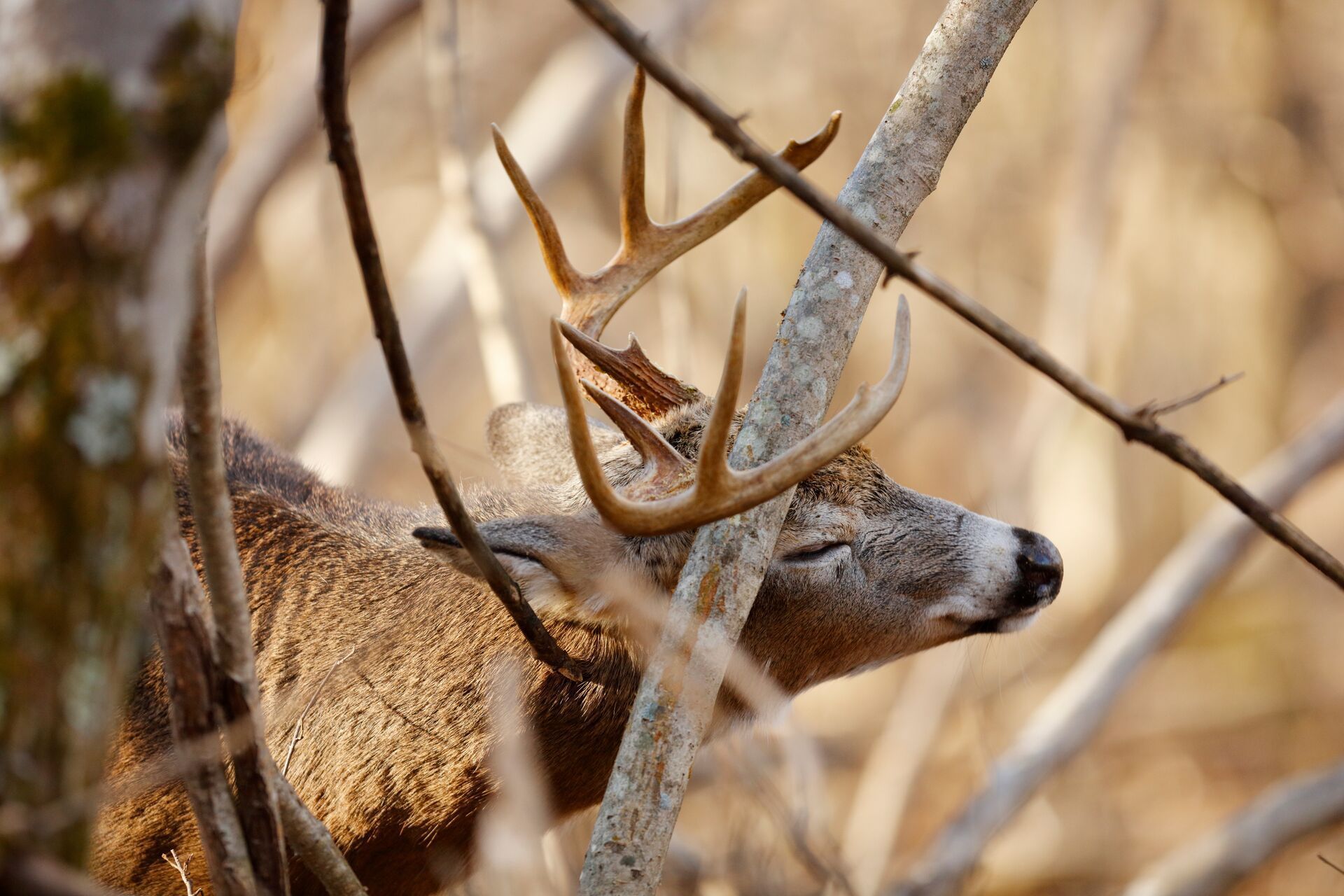 Deer rubs antlers on a tree, whitetail deer rubs and scrapes concept.