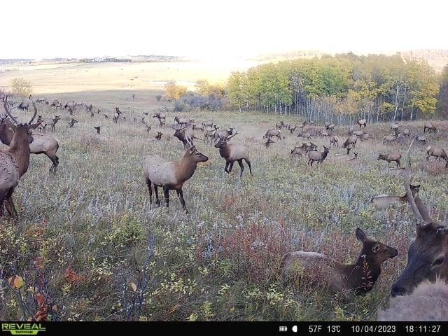 Large elk herd on trail cam image, e scouting elk in Wyoming concept.