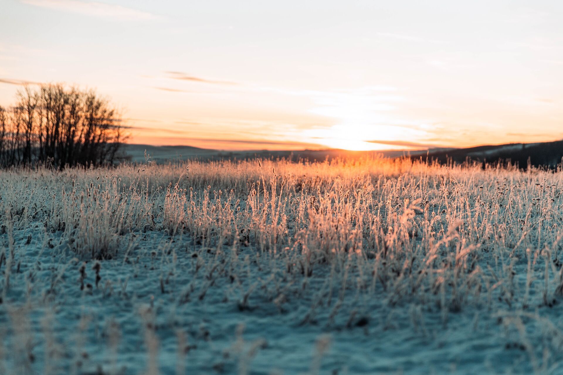 A wide view of a field at sunrise, quail hunting in Arizona concept.