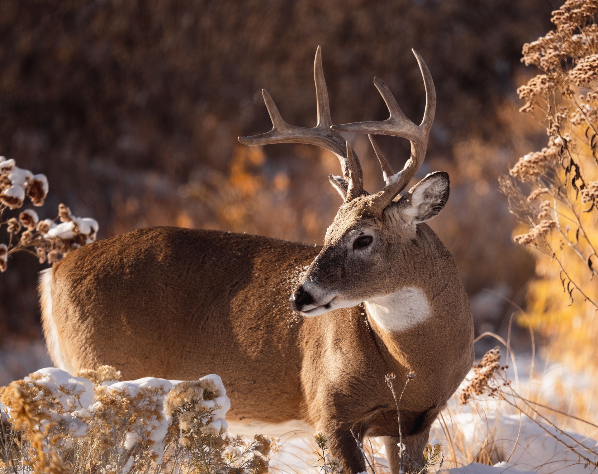 A whitetail buck in the brush and a light dusting of snow, Rhode Island deer season concept.