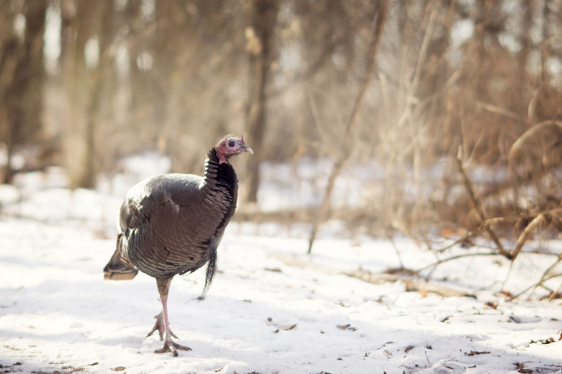 Turkey walking on sand, pubic vs private land turkey hunting concept.