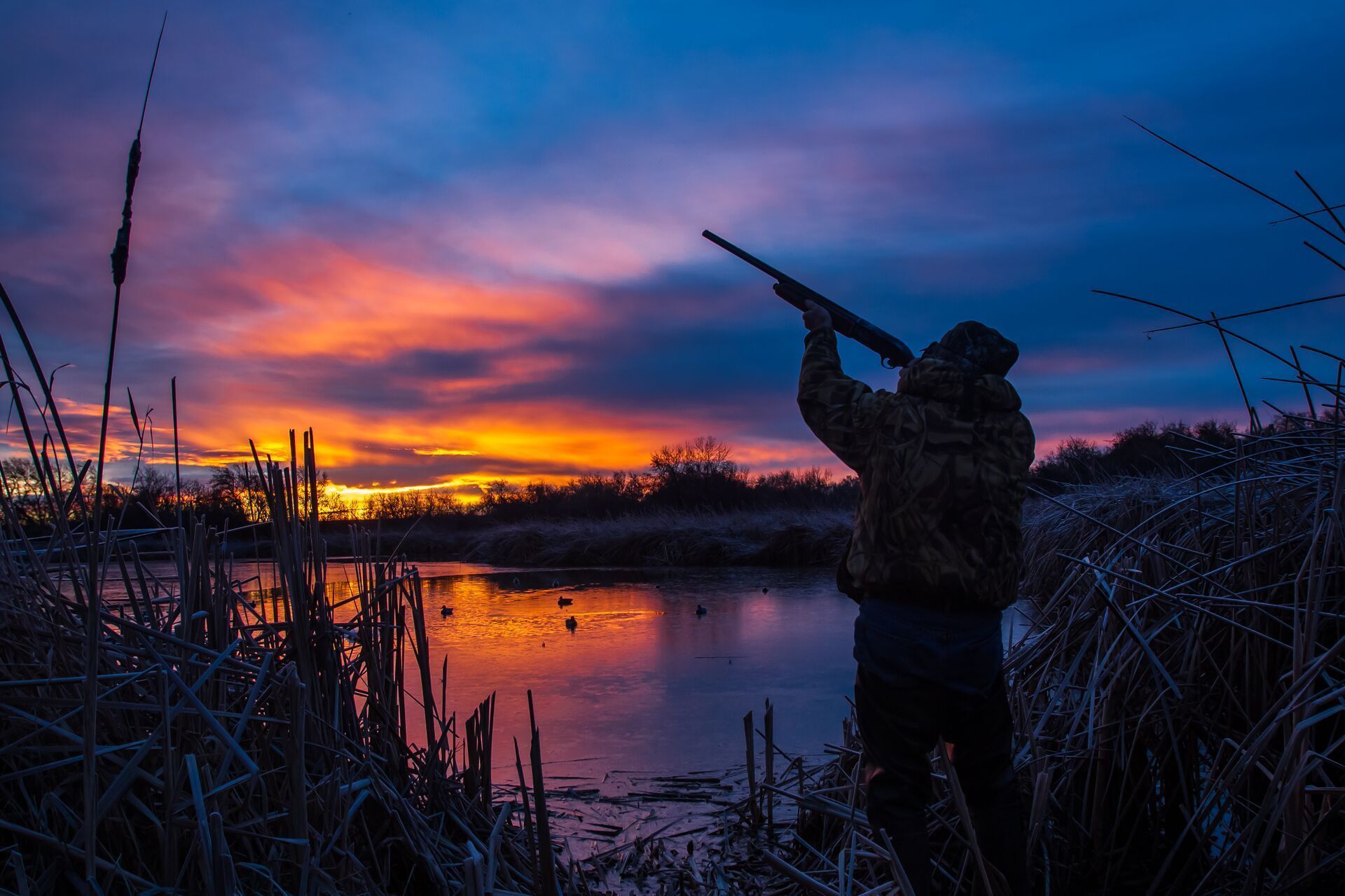 A hunter aims a shotgun at dusk, Texas duck hunting season concept.