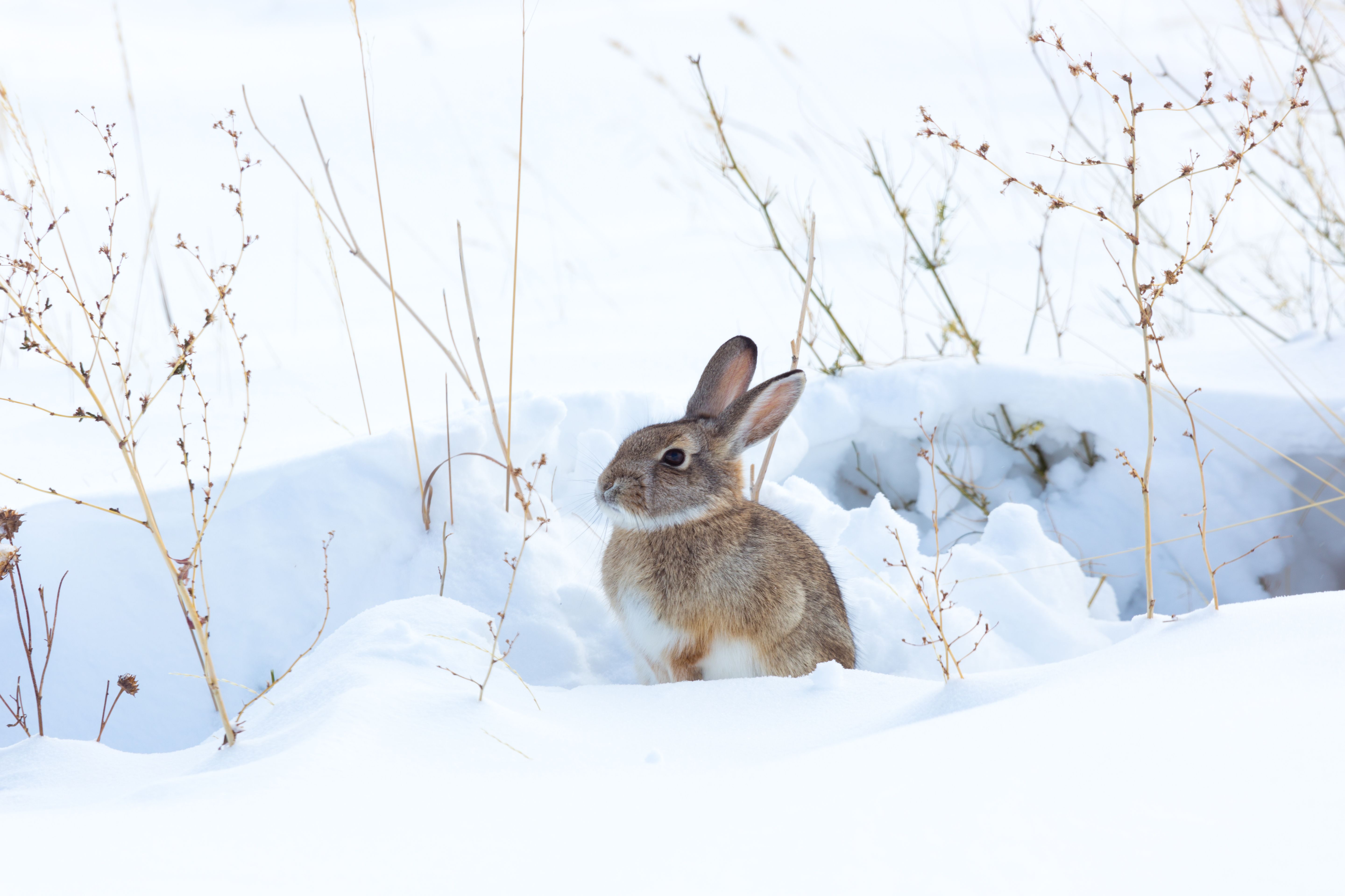 Rabbit in the snow, rabbit hunting snow concept.